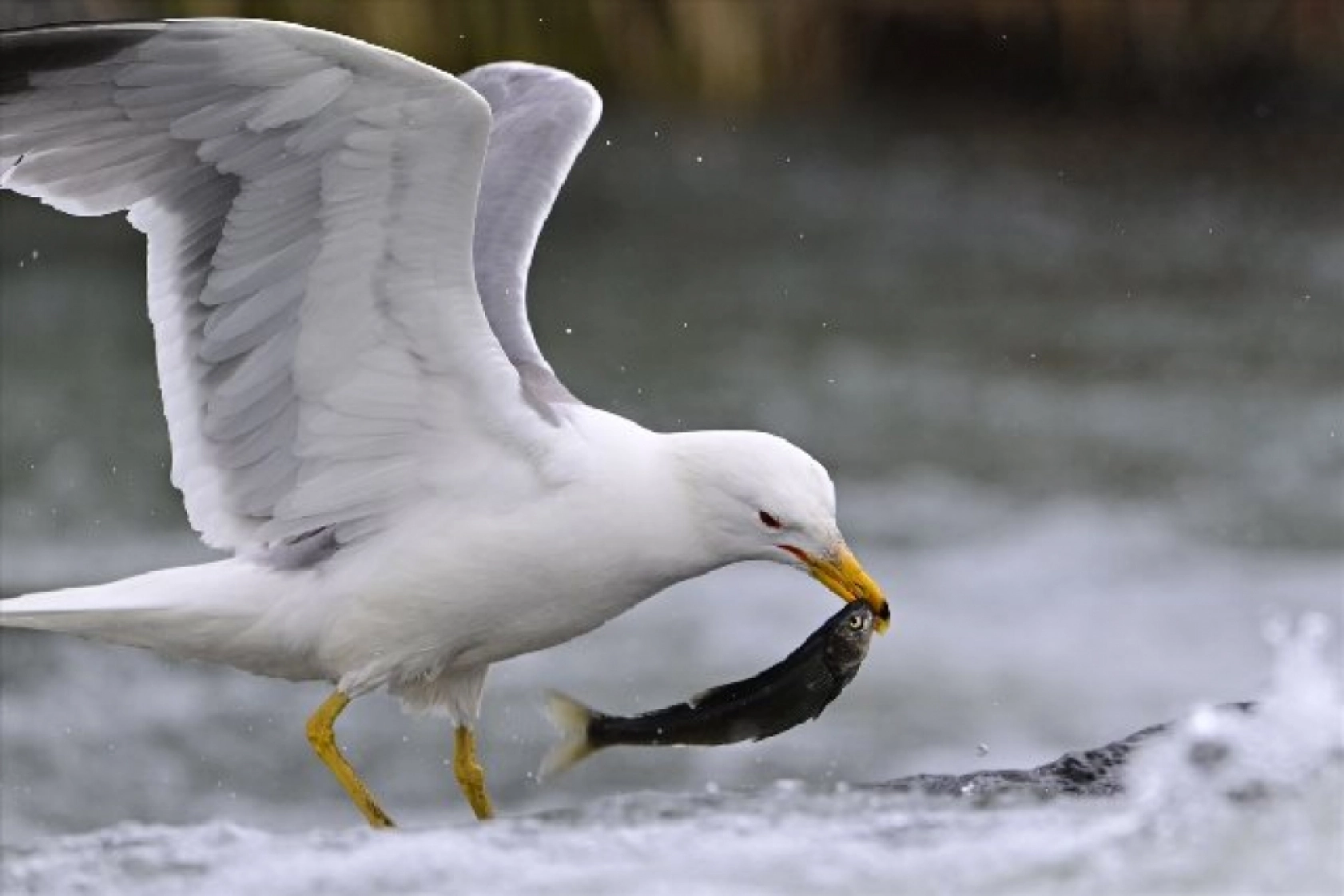 Gölü'nün kaçak avcıları martılar