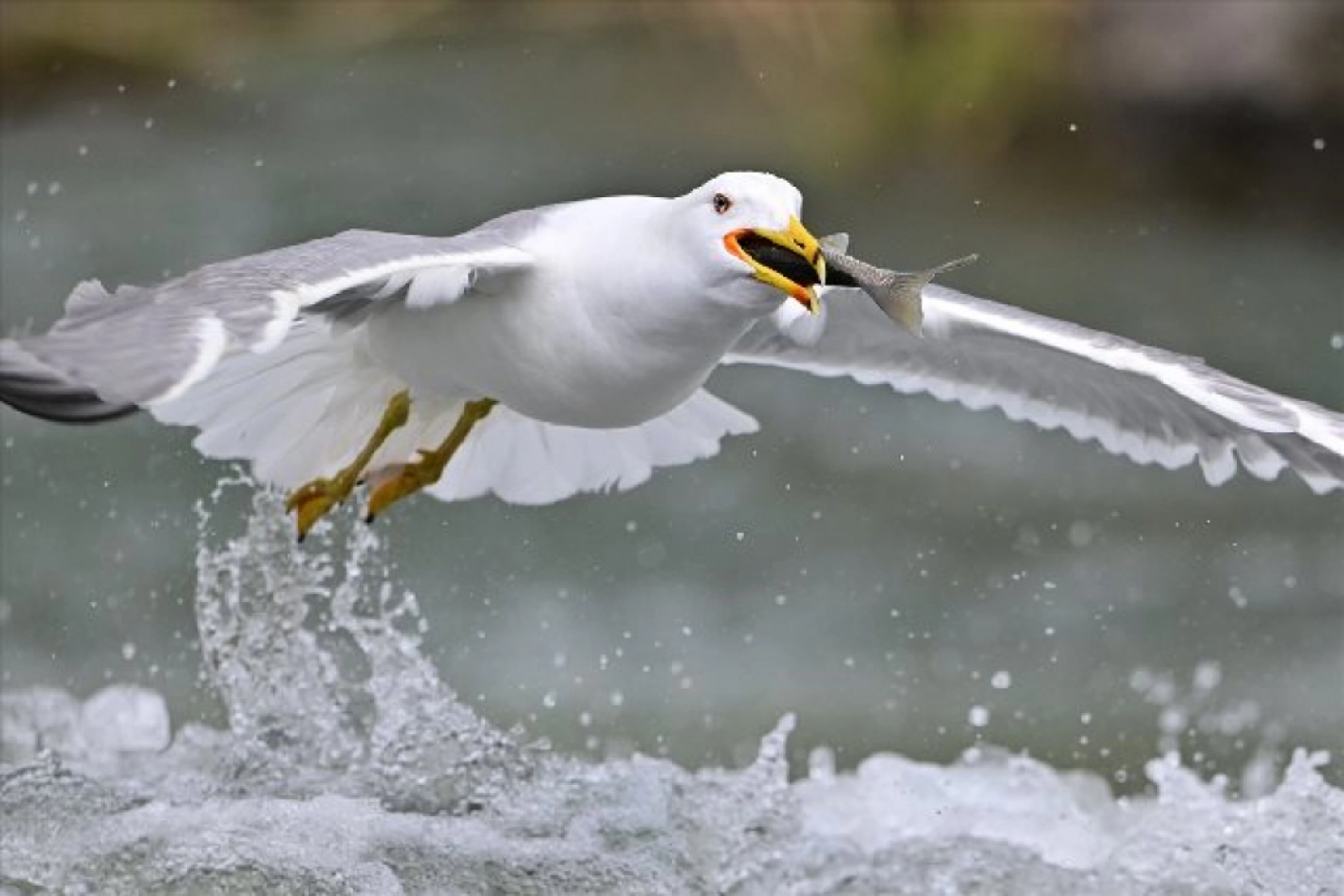 Gölü'nün kaçak avcıları martılar