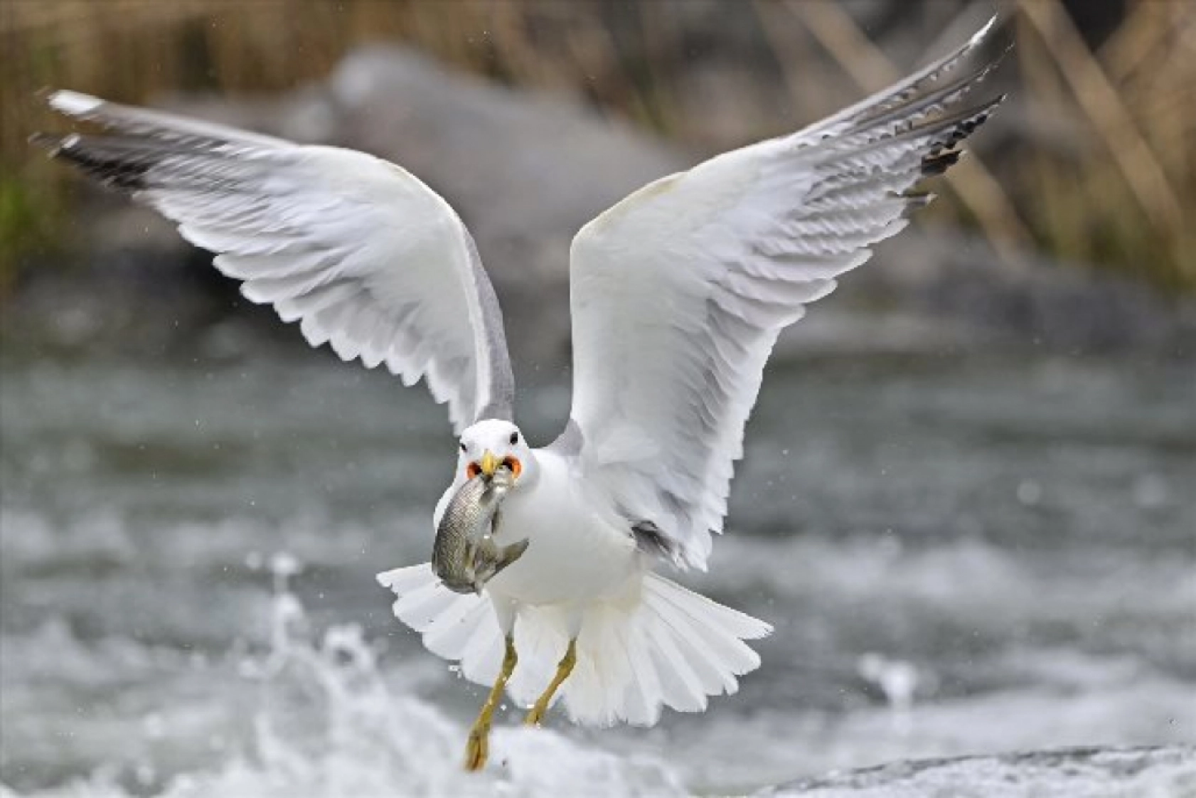 Gölü'nün kaçak avcıları martılar