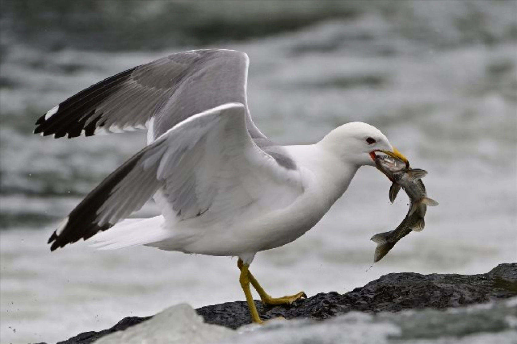Gölü'nün kaçak avcıları martılar