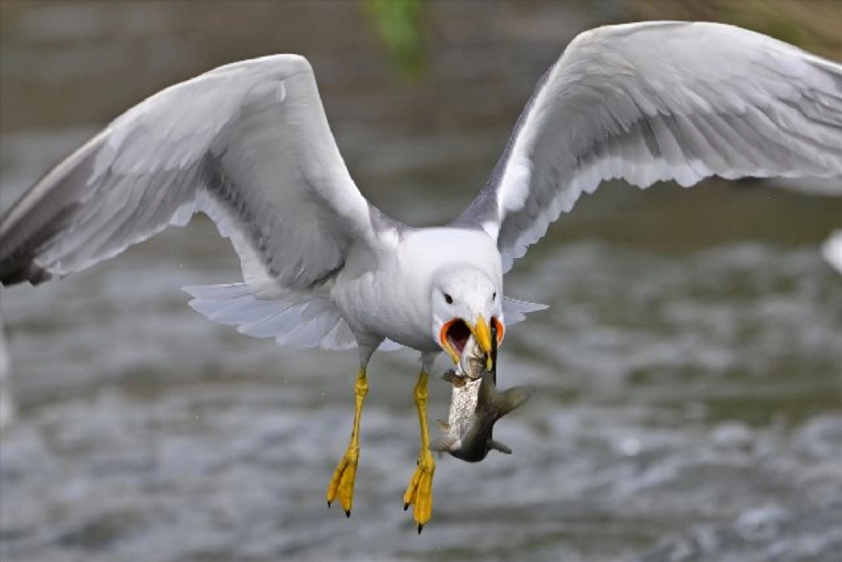Gölü'nün kaçak avcıları martılar