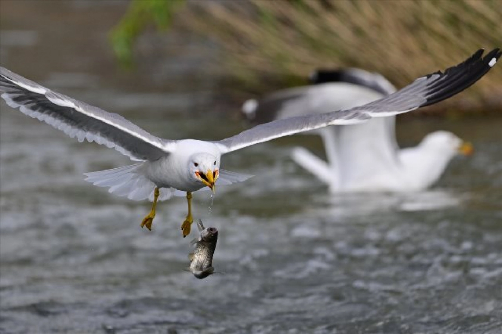 Gölü'nün kaçak avcıları martılar