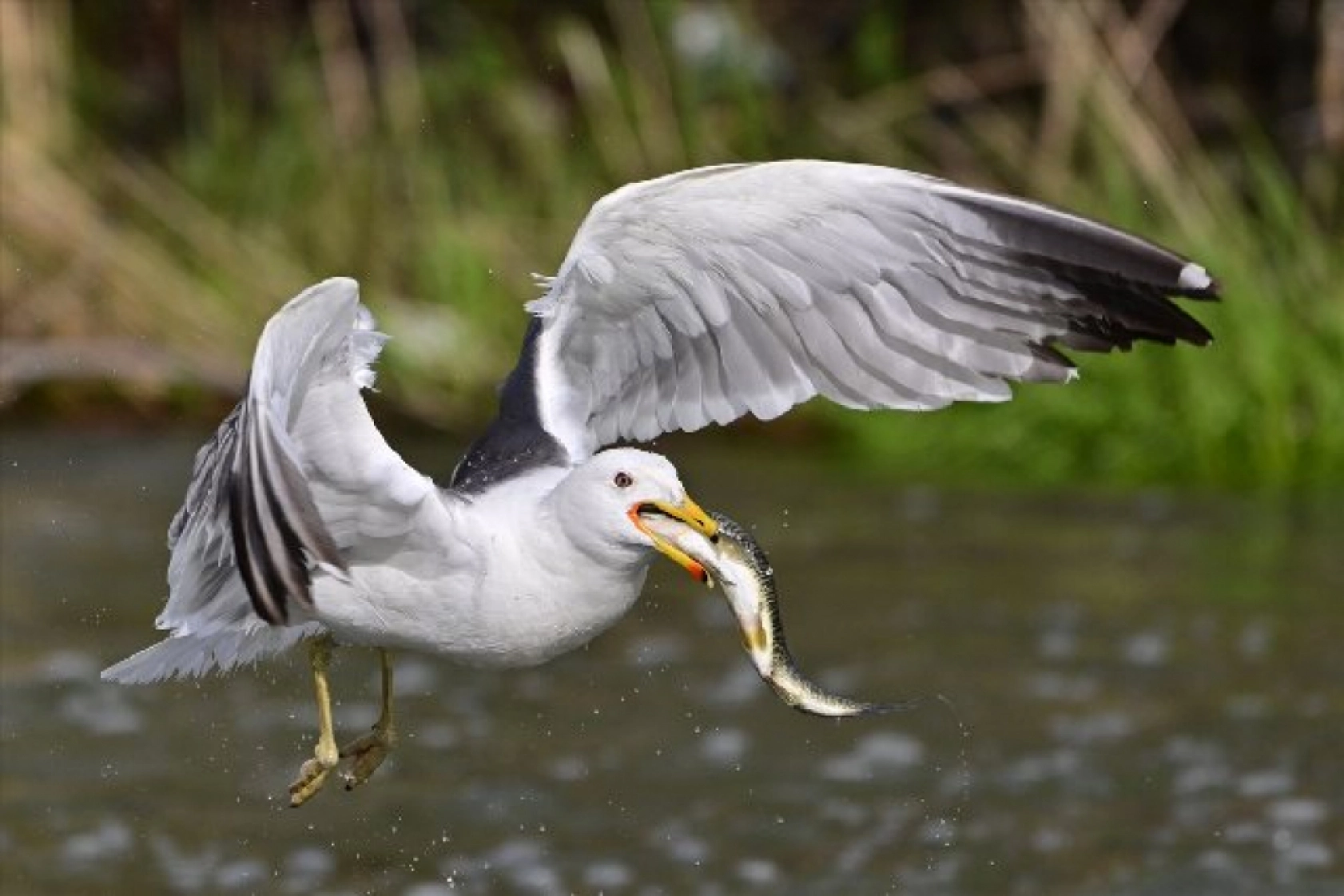 Gölü'nün kaçak avcıları martılar