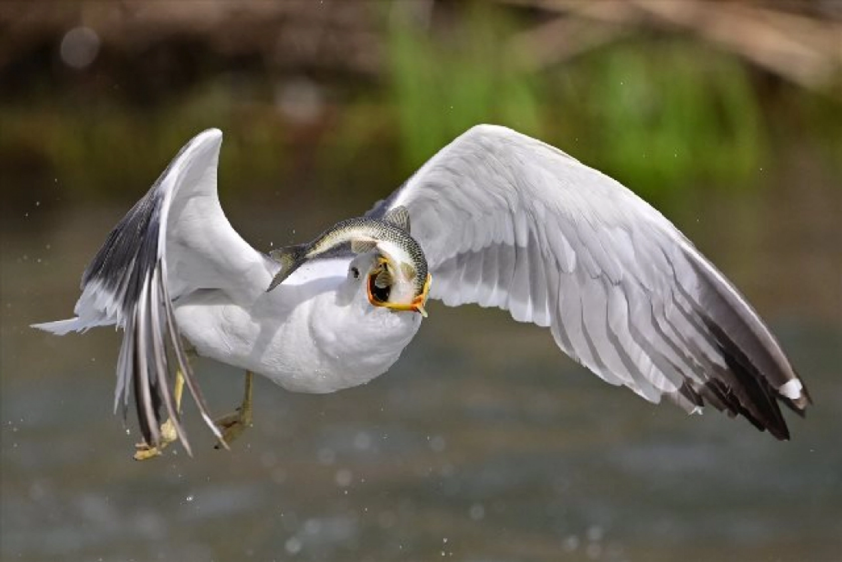 Gölü'nün kaçak avcıları martılar