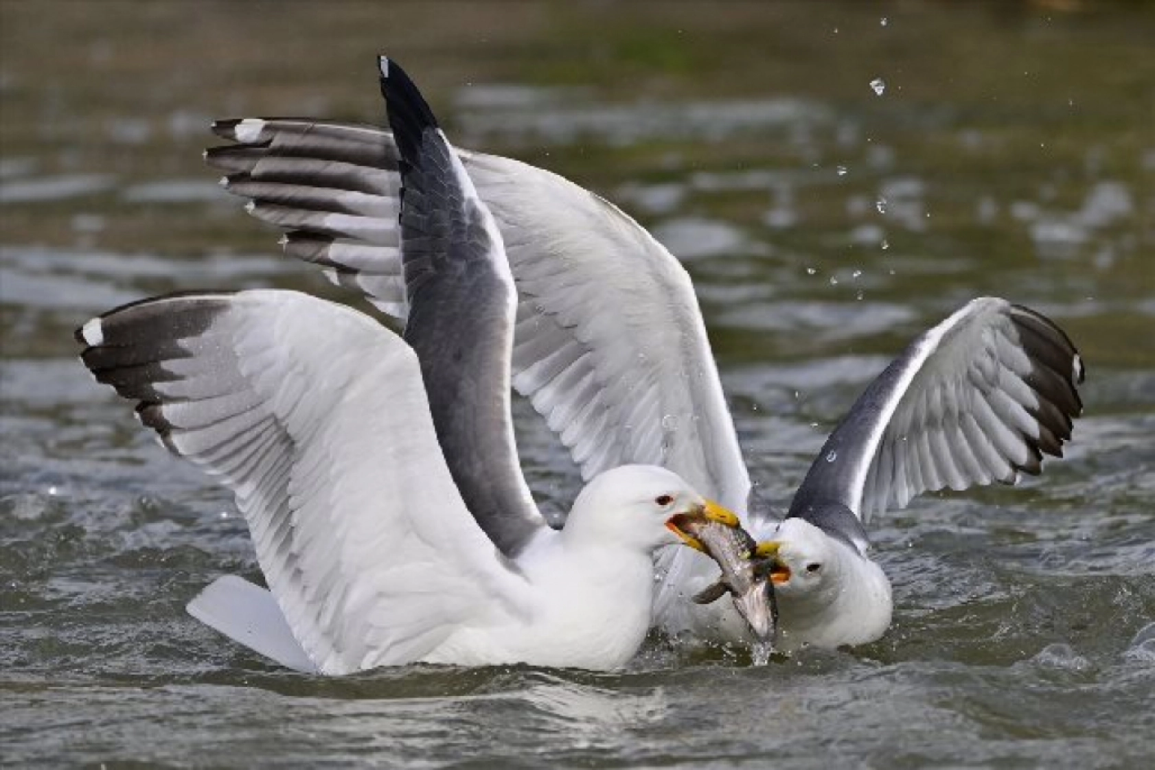 Gölü'nün kaçak avcıları martılar