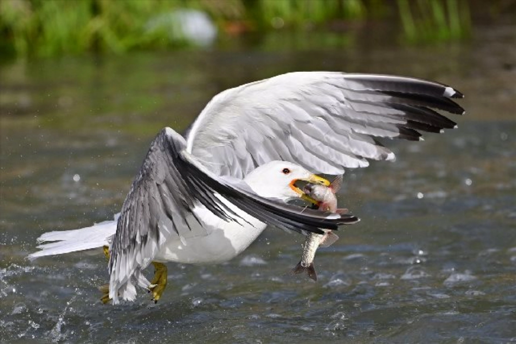 Gölü'nün kaçak avcıları martılar