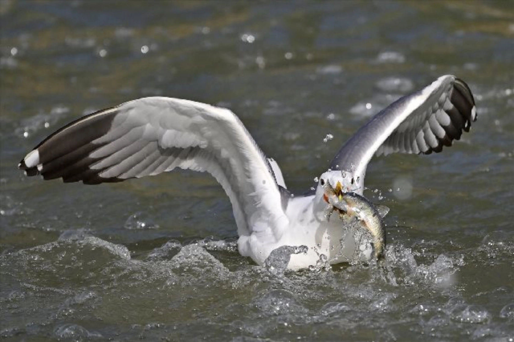 Gölü'nün kaçak avcıları martılar