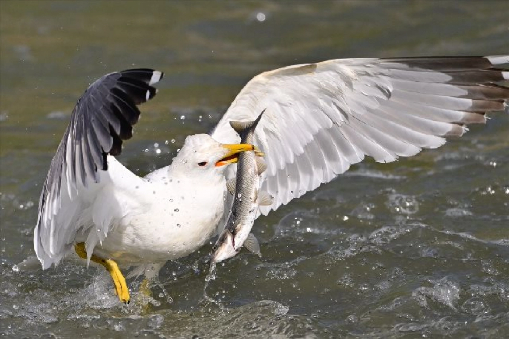 Gölü'nün kaçak avcıları martılar