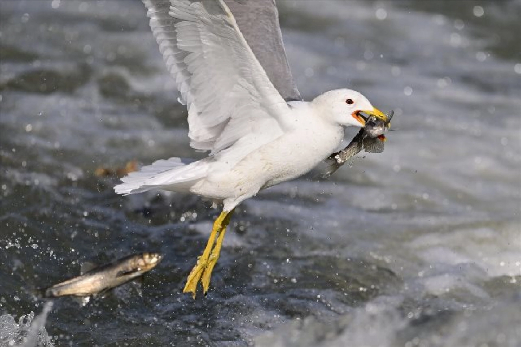 Gölü'nün kaçak avcıları martılar