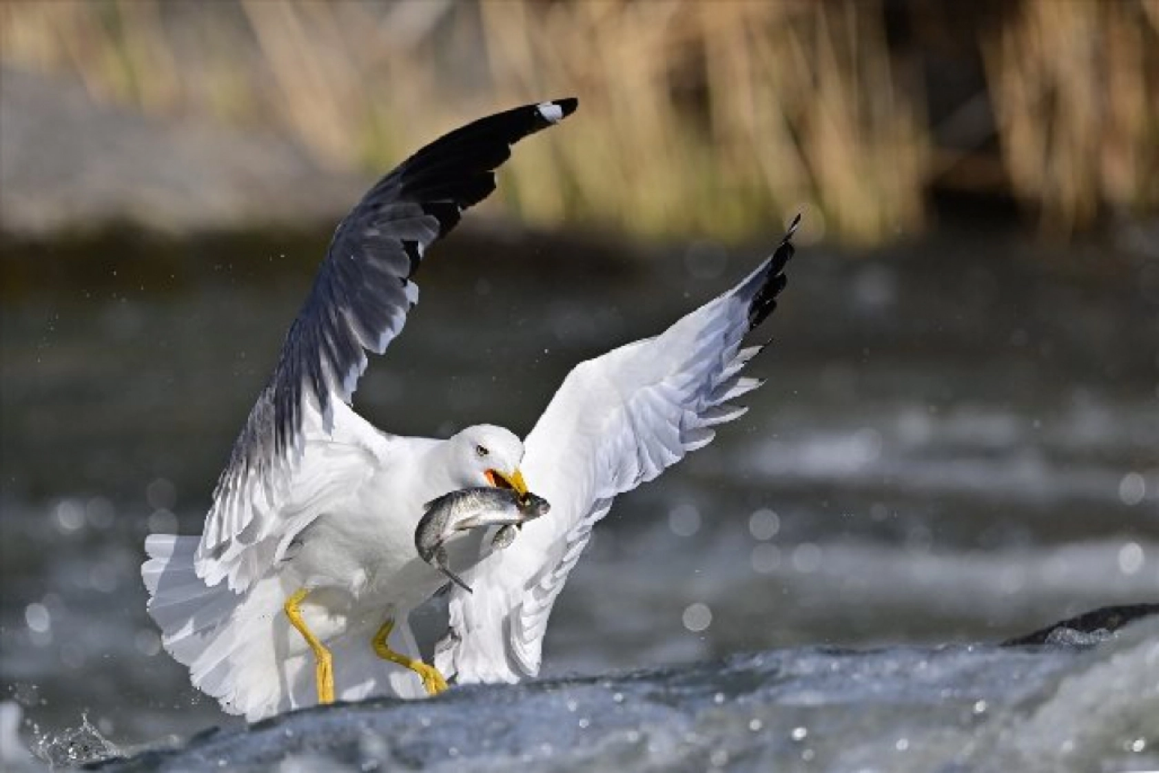 Gölü'nün kaçak avcıları martılar