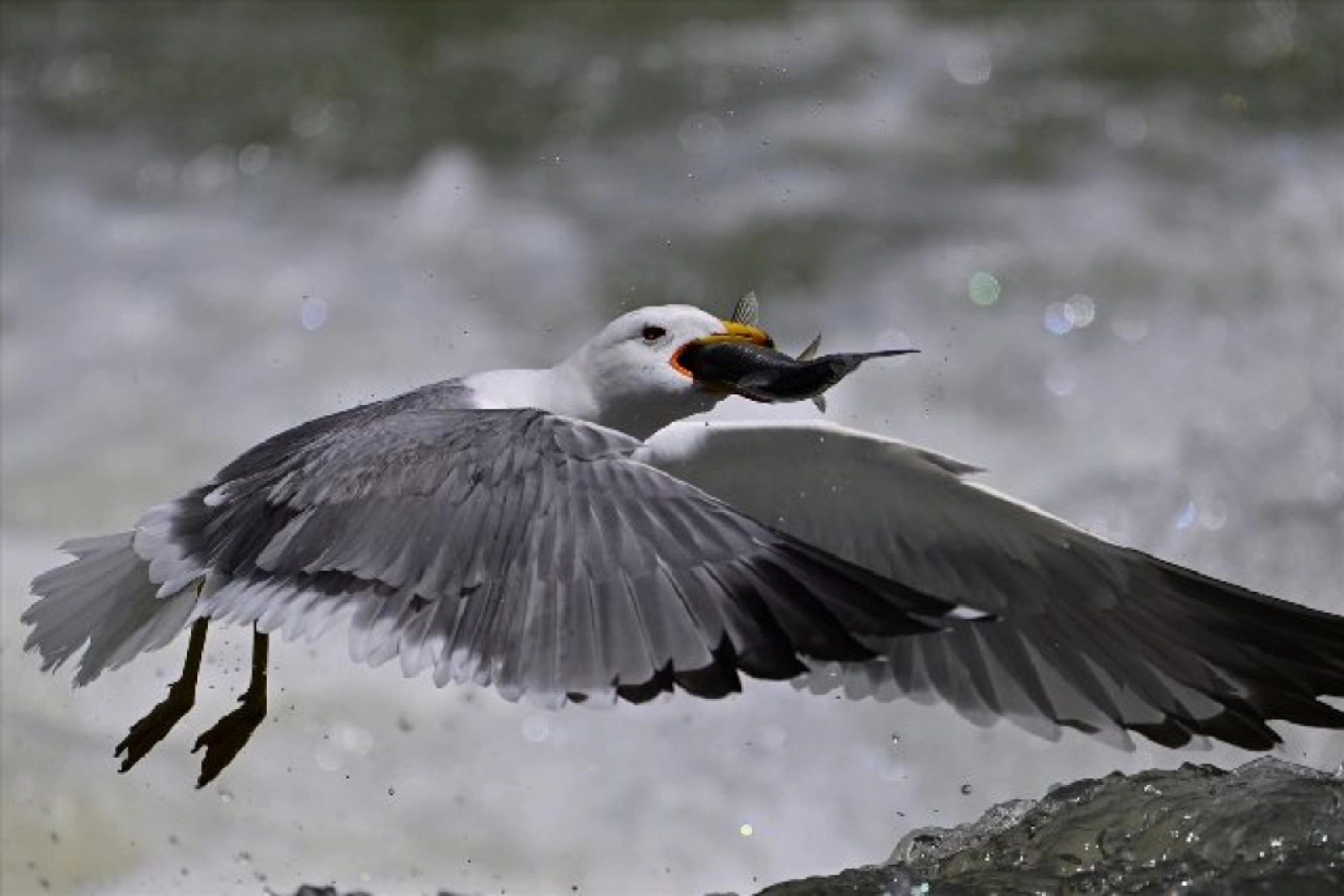 Gölü'nün kaçak avcıları martılar