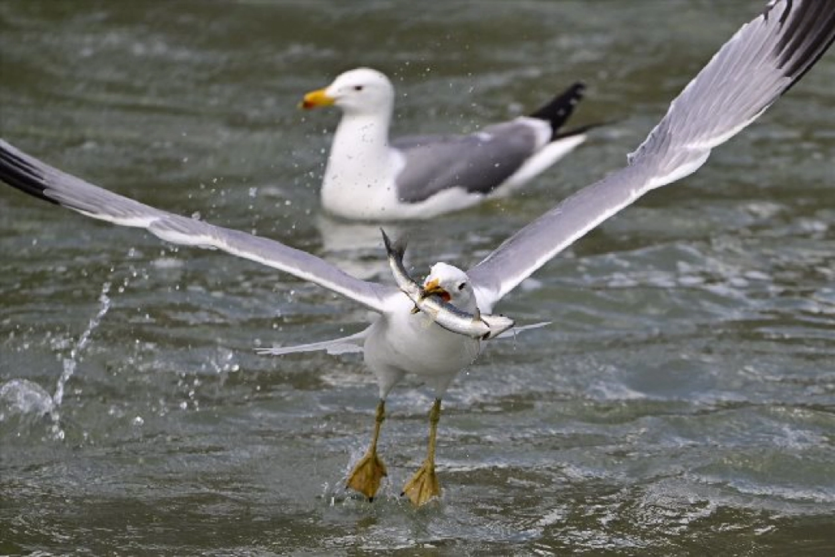 Gölü'nün kaçak avcıları martılar