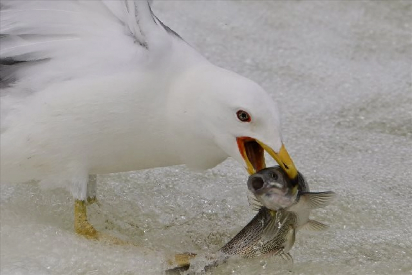 Gölü'nün kaçak avcıları martılar