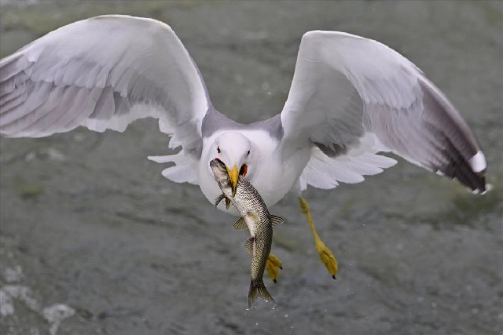 Gölü'nün kaçak avcıları martılar