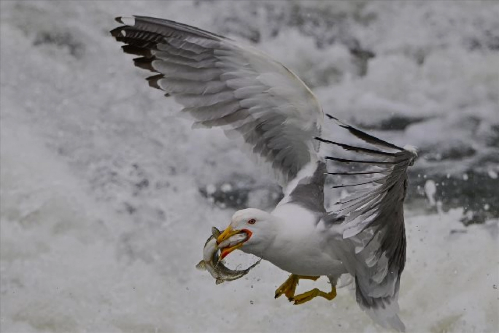 Gölü'nün kaçak avcıları martılar