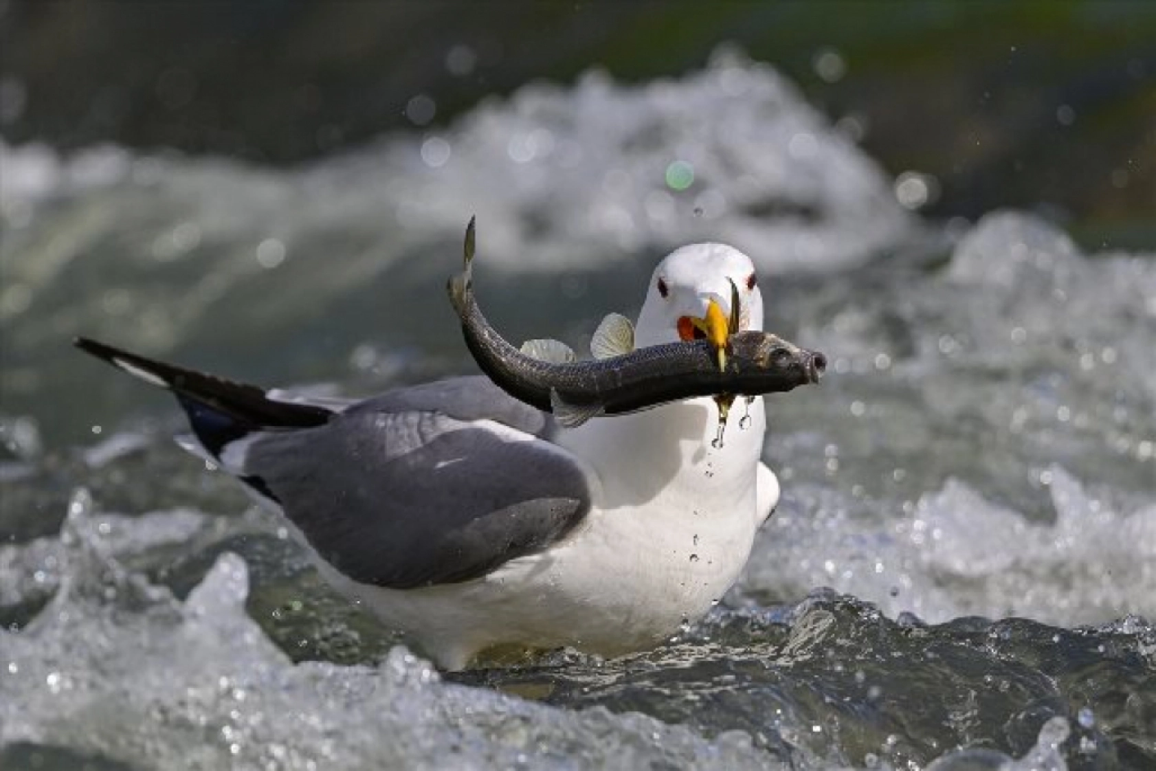 Gölü'nün kaçak avcıları martılar