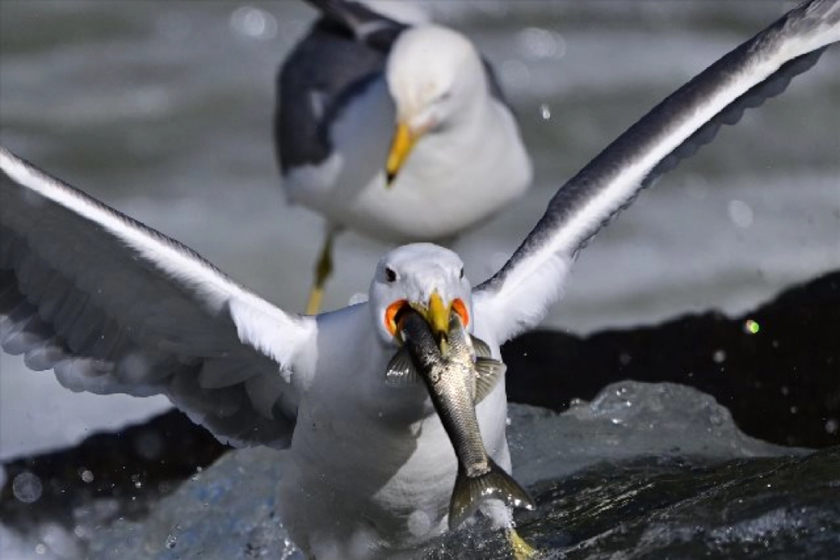 Gölü'nün kaçak avcıları martılar