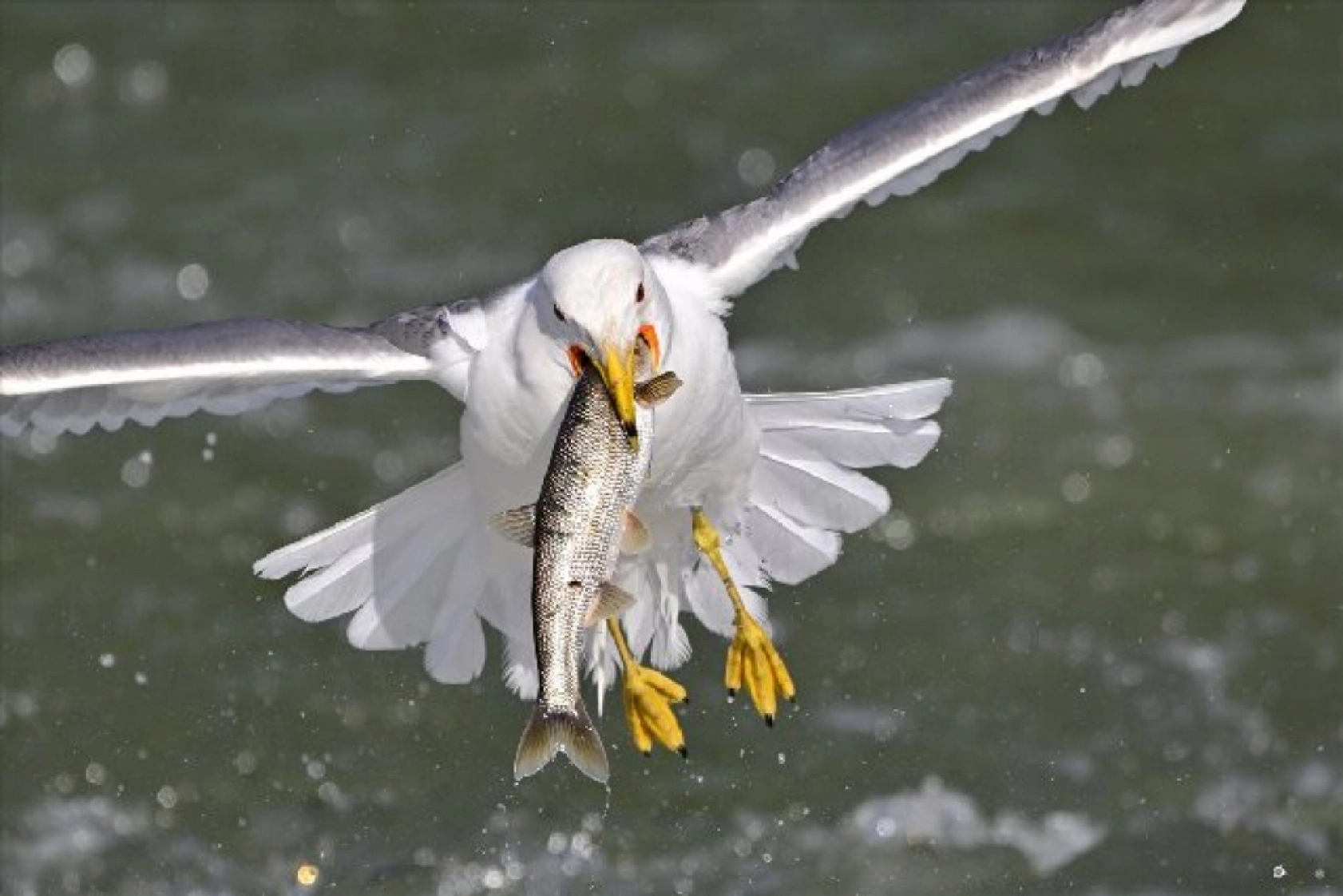 Gölü'nün kaçak avcıları martılar