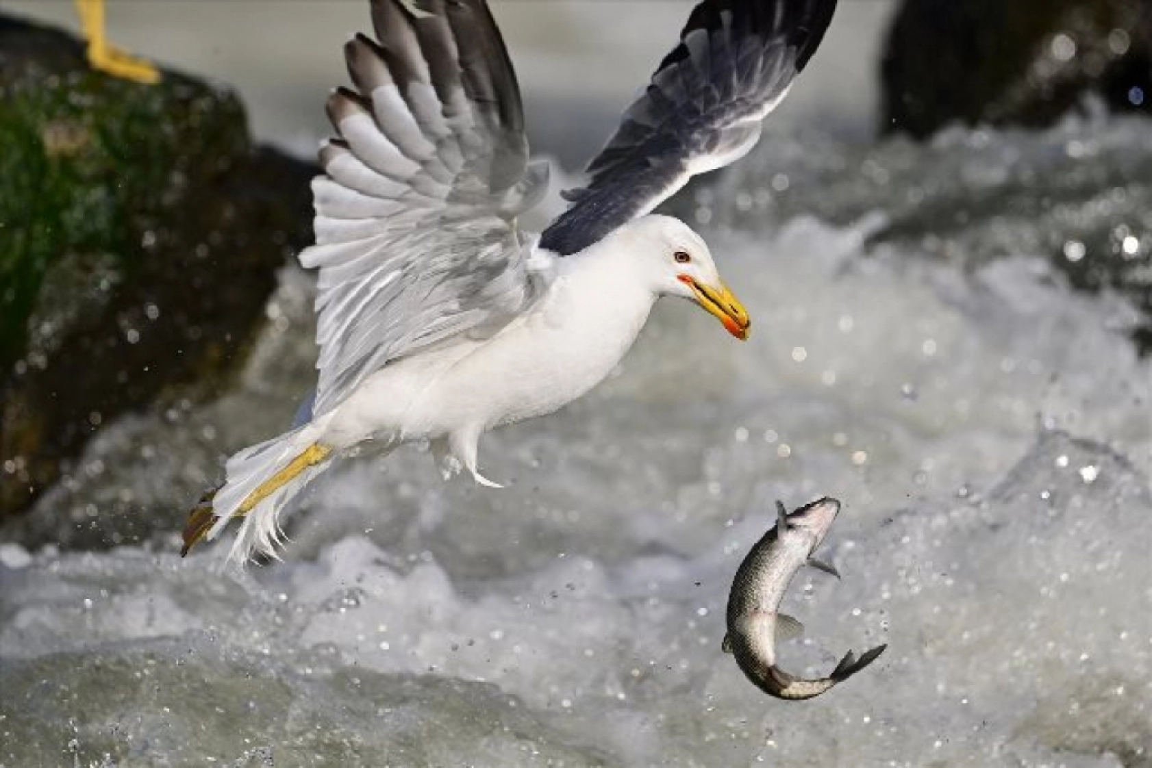 Gölü'nün kaçak avcıları martılar