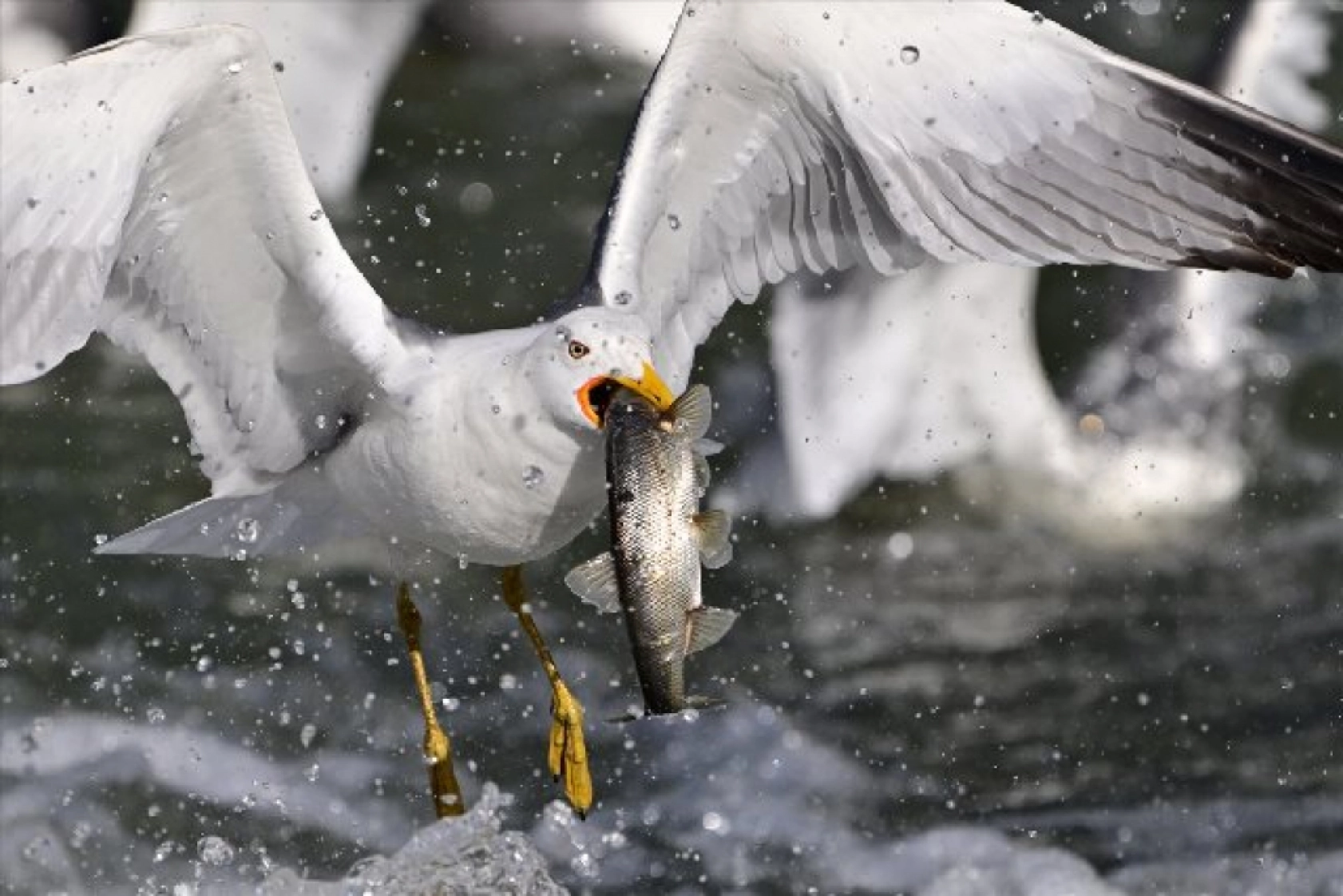 Gölü'nün kaçak avcıları martılar