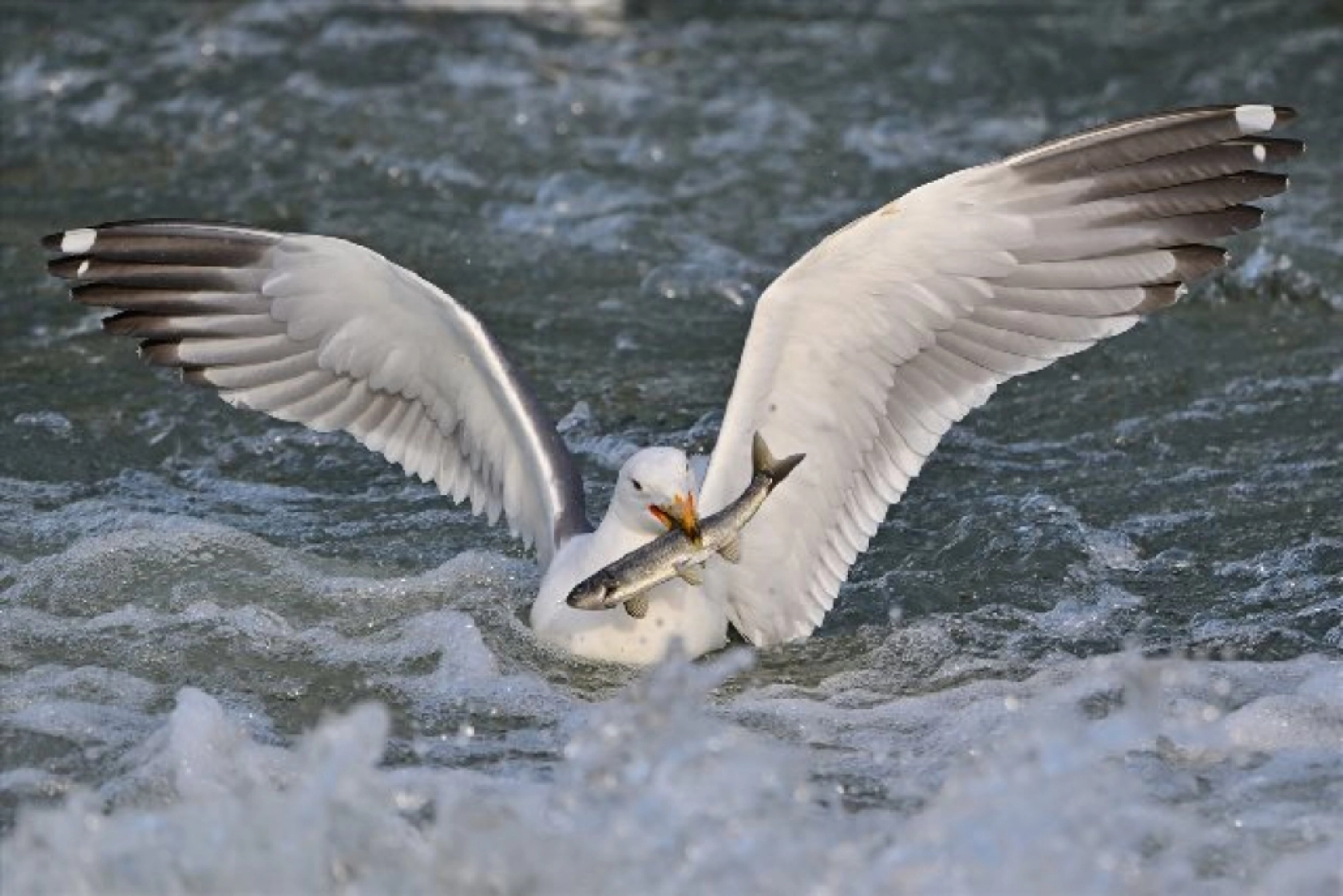 Gölü'nün kaçak avcıları martılar