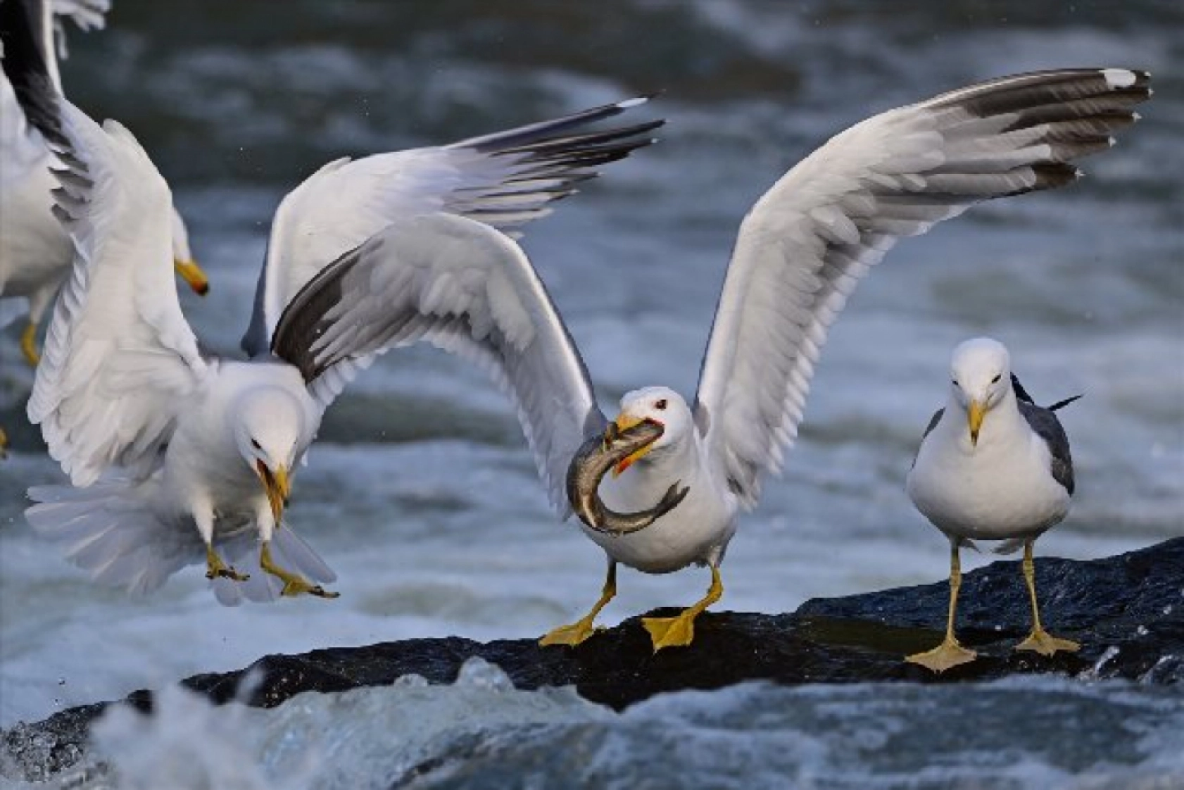 Gölü'nün kaçak avcıları martılar