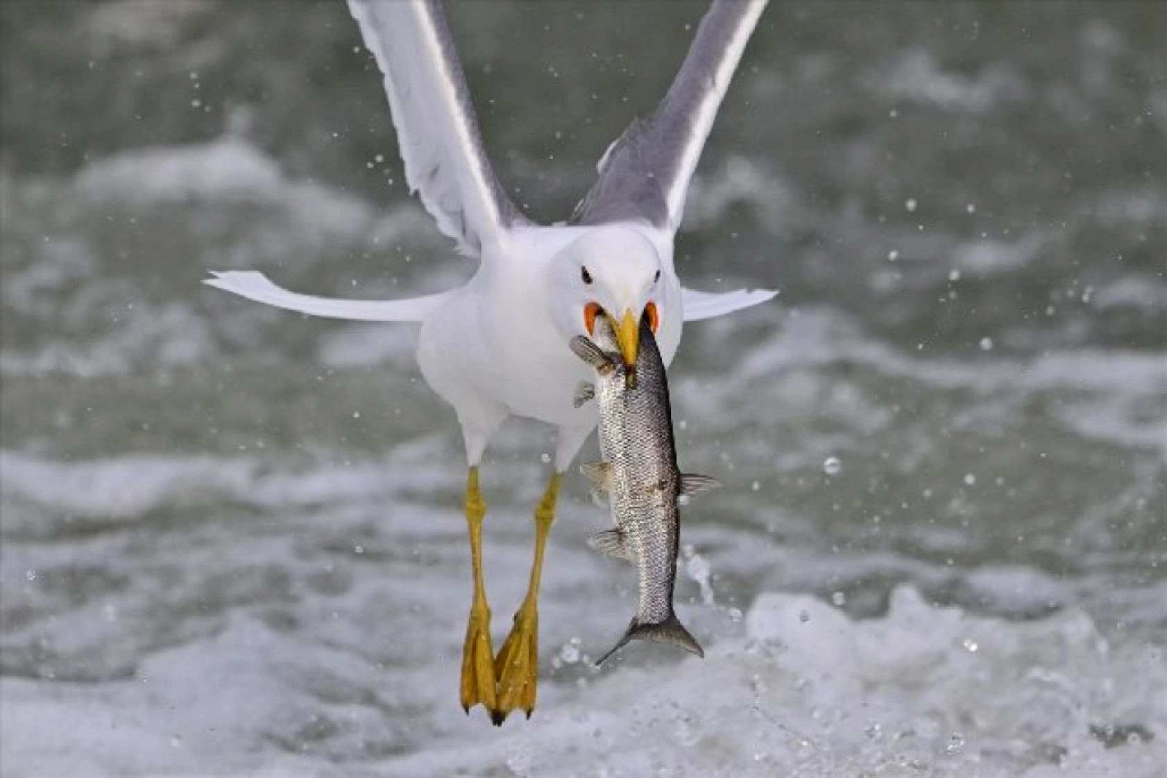 Gölü'nün kaçak avcıları martılar