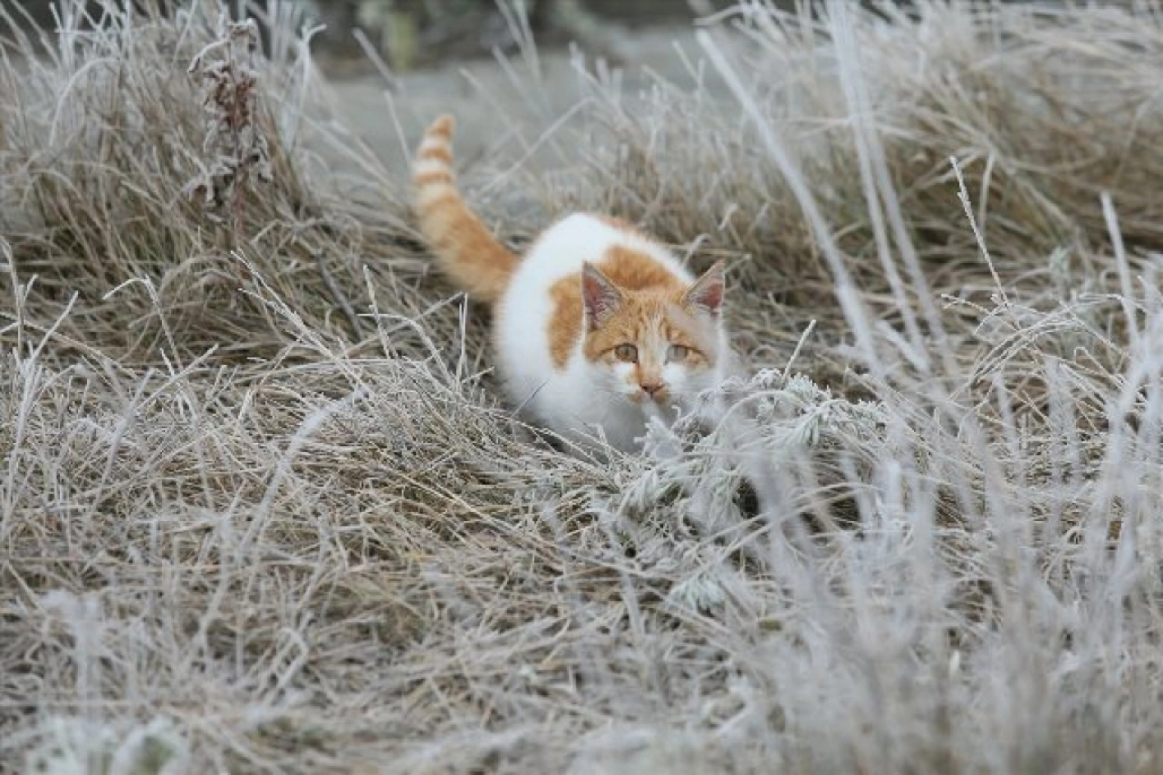 Soğuk hava yaşamı olumsuz etkiliyor