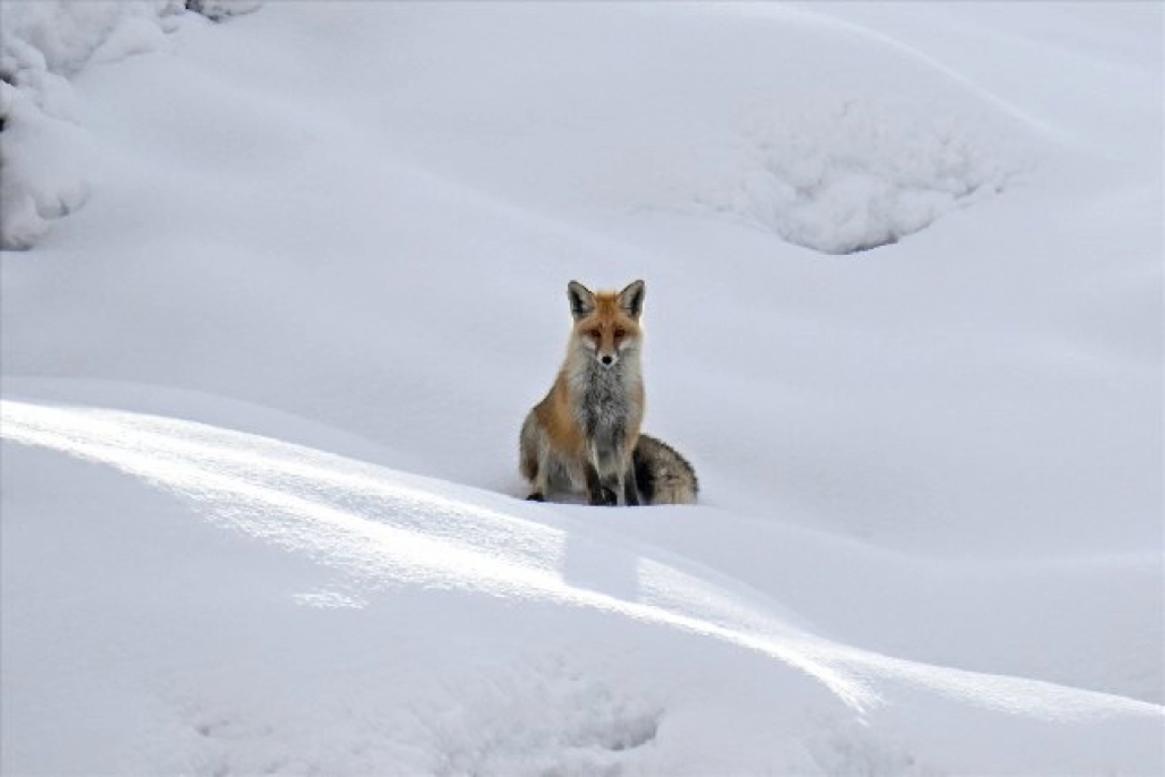 Van'da kar örtüsü üzerinde beslenen tilkiler görüntülendi