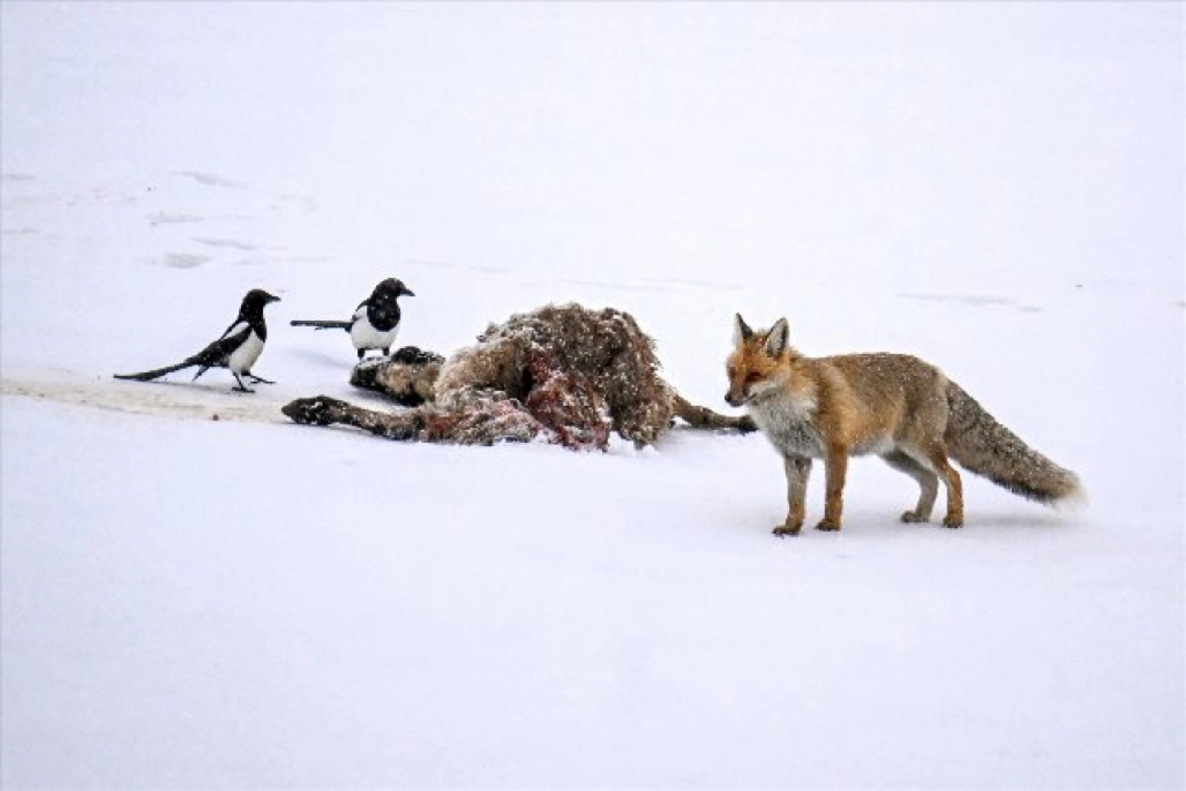 Van'da kar örtüsü üzerinde beslenen tilkiler görüntülendi