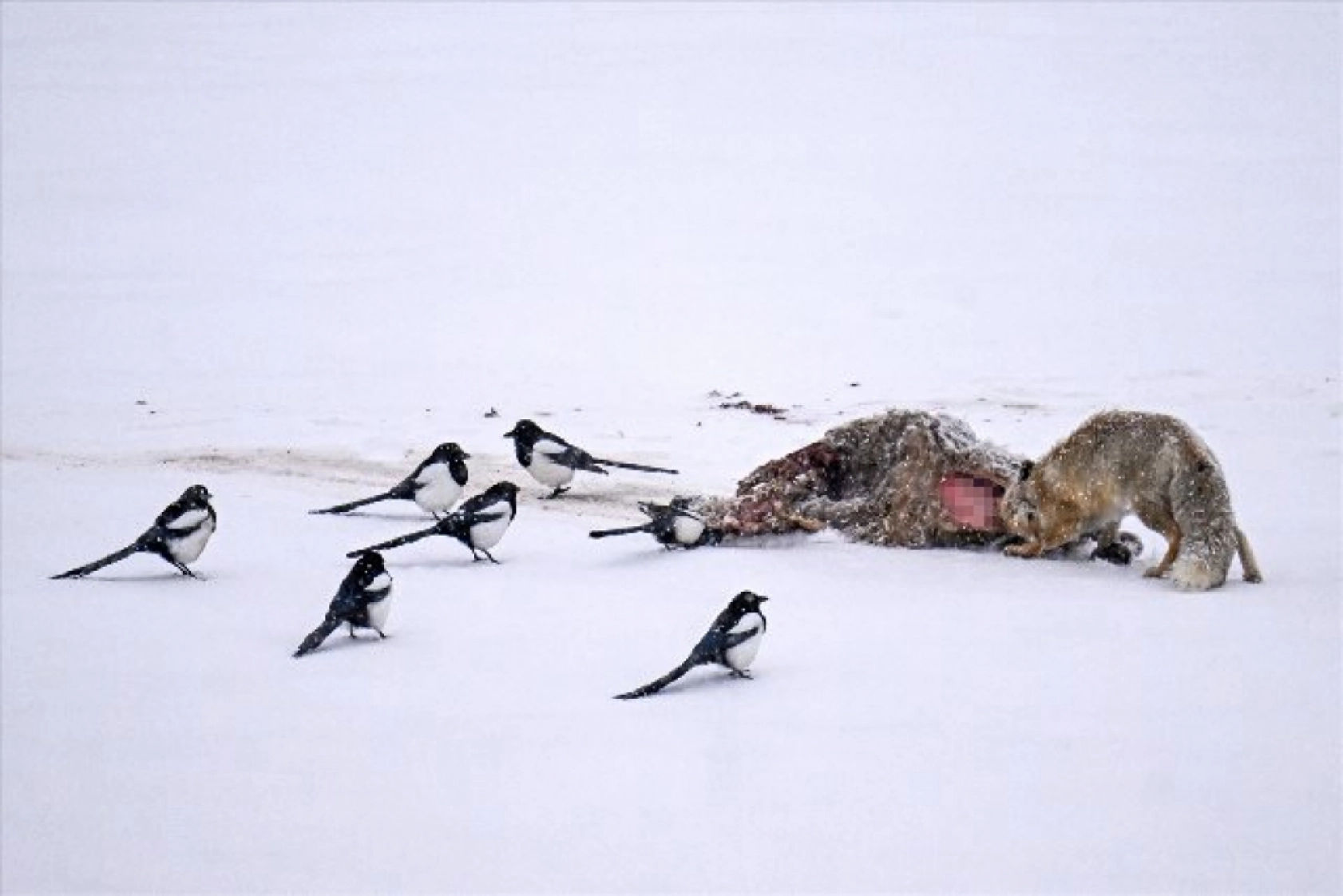 Van'da kar örtüsü üzerinde beslenen tilkiler görüntülendi