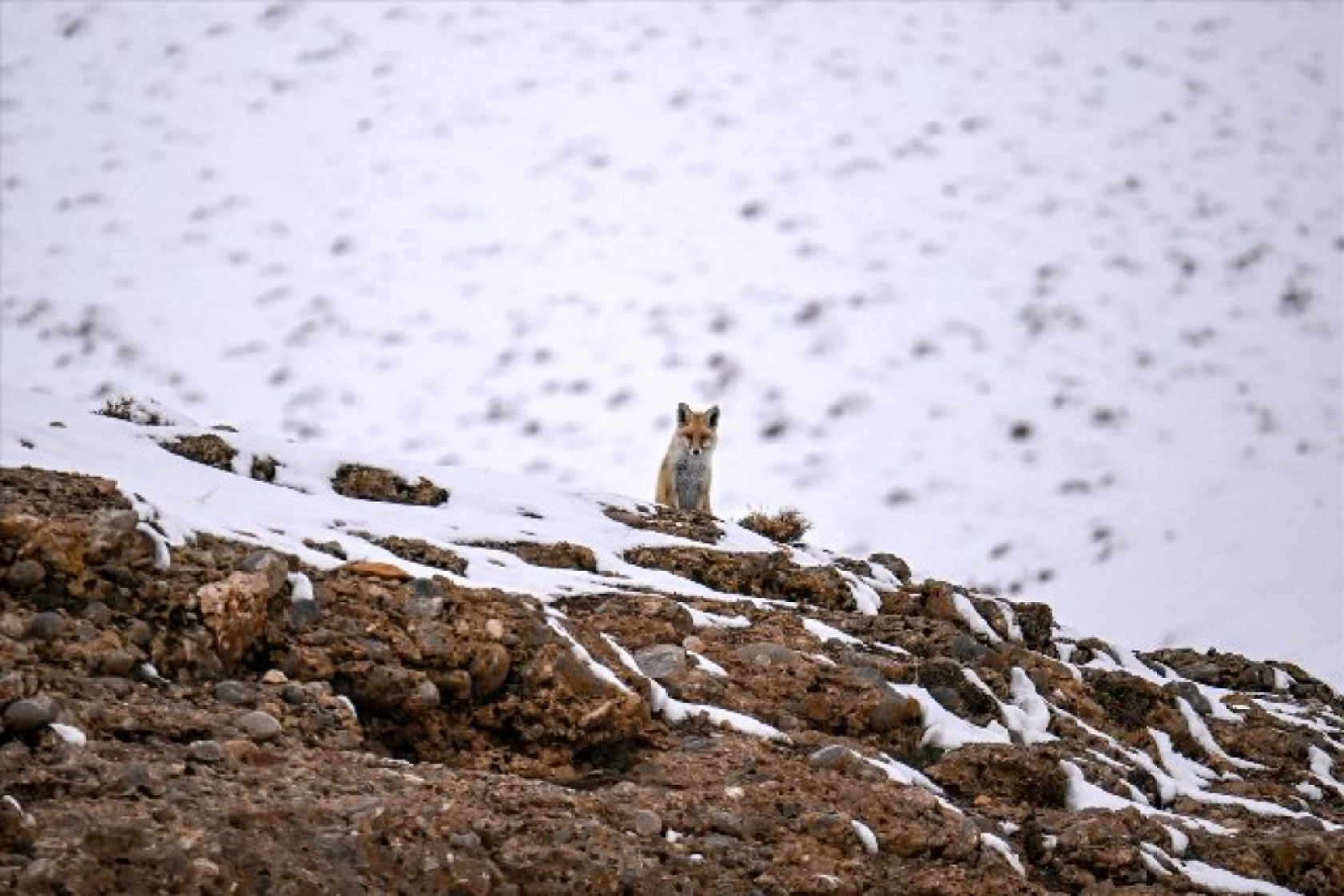 Van'da kar örtüsü üzerinde beslenen tilkiler görüntülendi