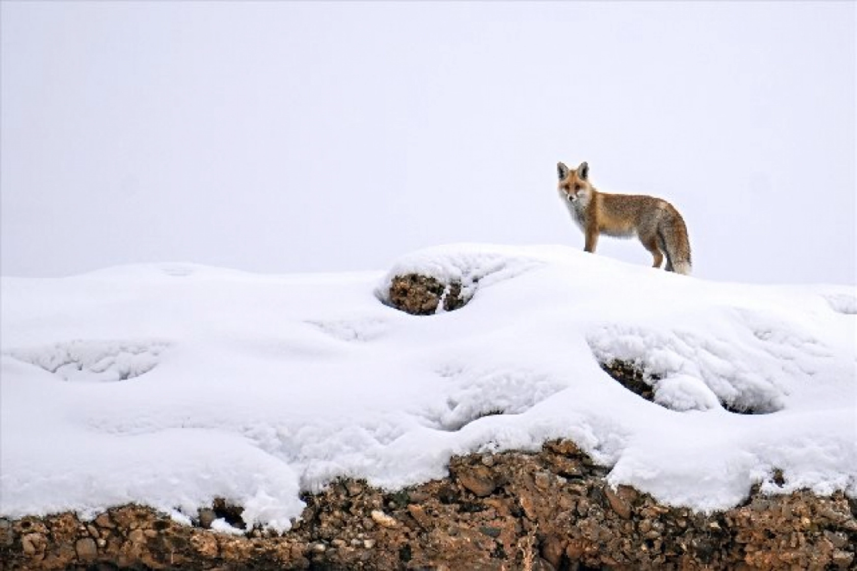 Van'da kar örtüsü üzerinde beslenen tilkiler görüntülendi