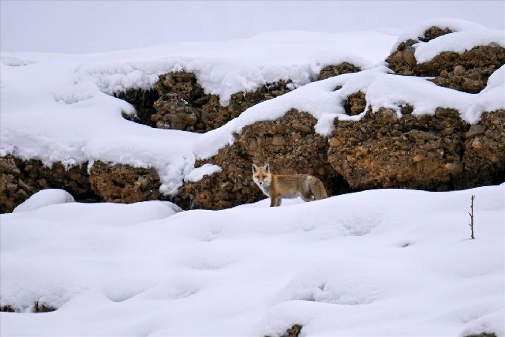 Van'da kar örtüsü üzerinde beslenen tilkiler görüntülendi