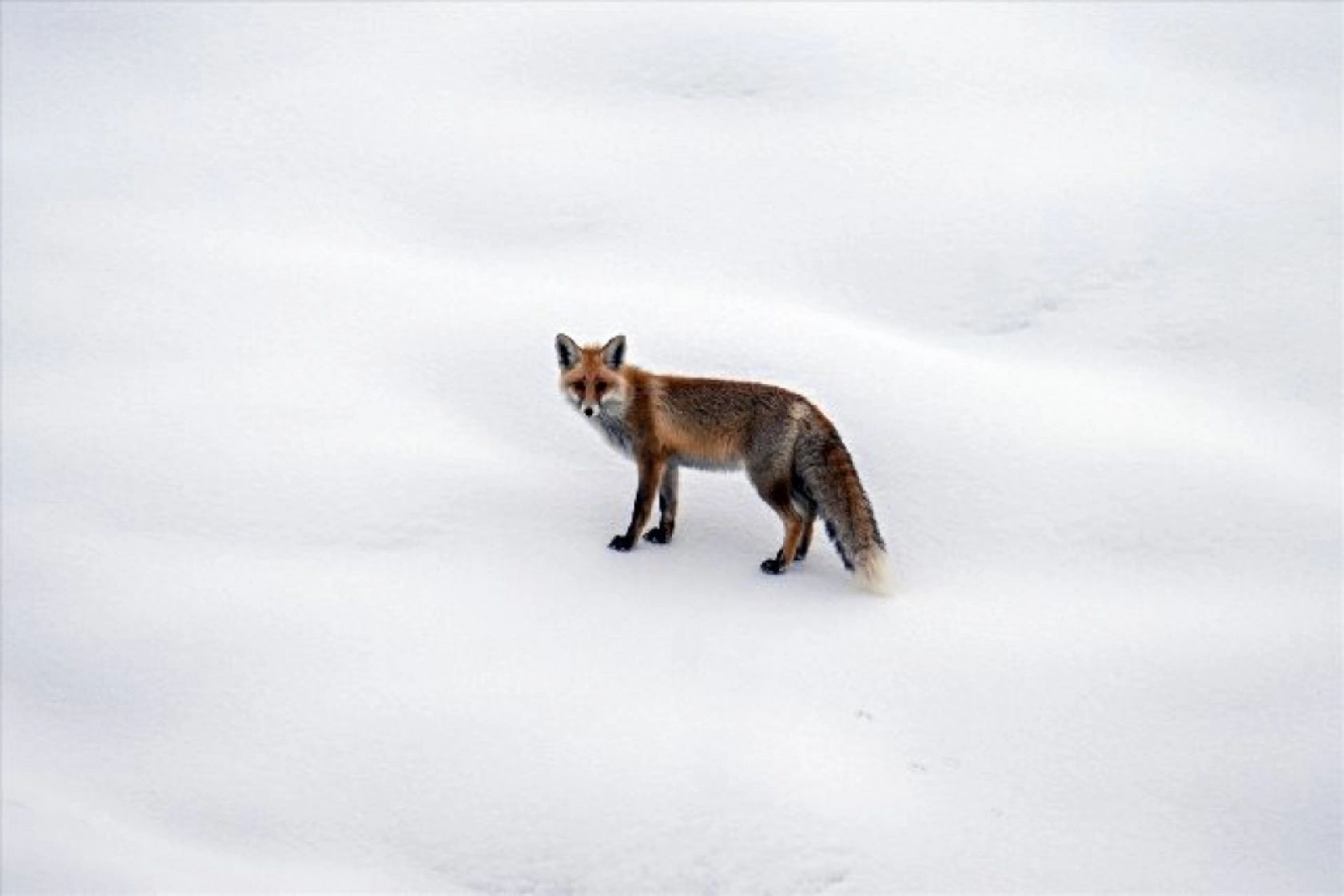 Van'da kar örtüsü üzerinde beslenen tilkiler görüntülendi