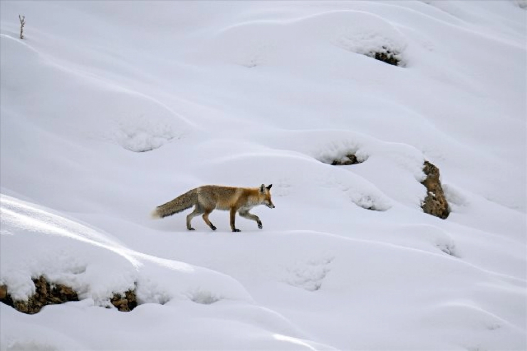 Van'da kar örtüsü üzerinde beslenen tilkiler görüntülendi
