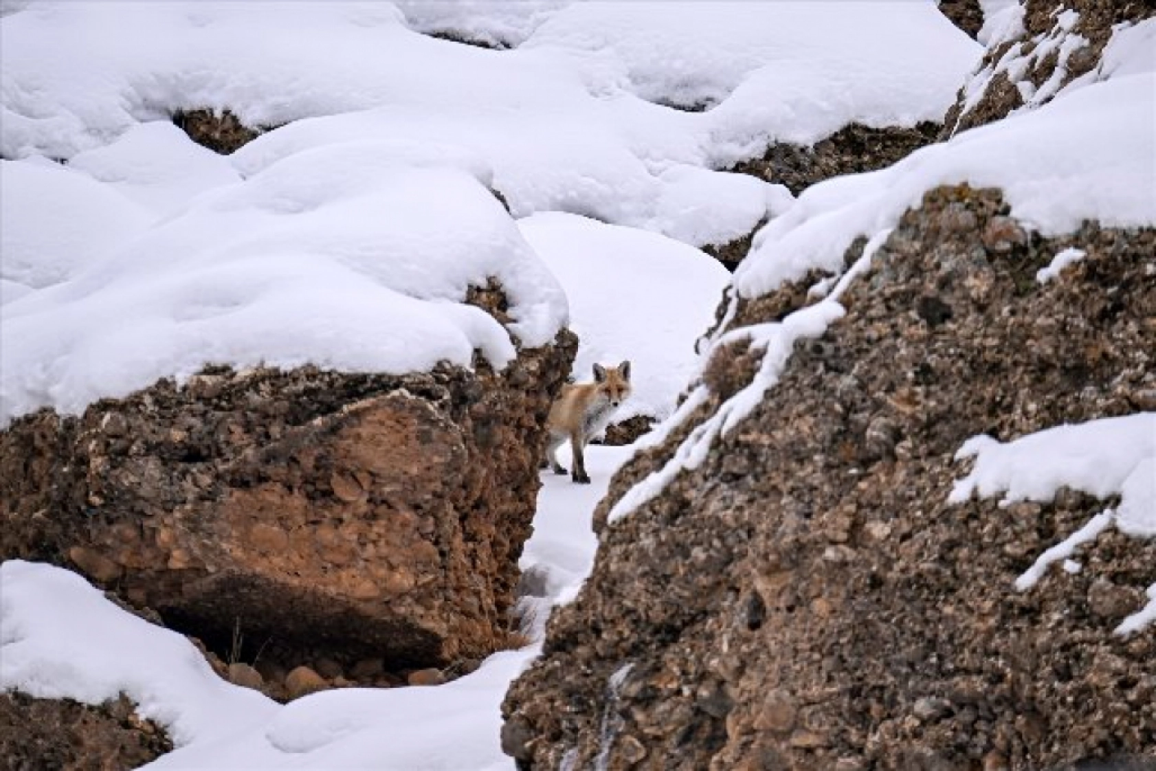 Van'da kar örtüsü üzerinde beslenen tilkiler görüntülendi