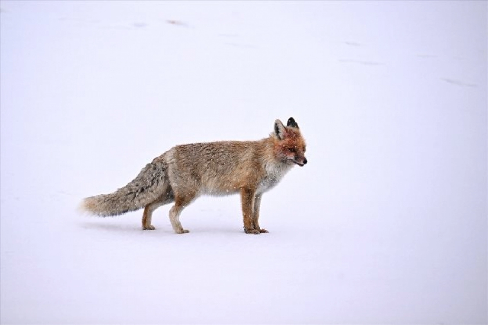 Van'da kar örtüsü üzerinde beslenen tilkiler görüntülendi