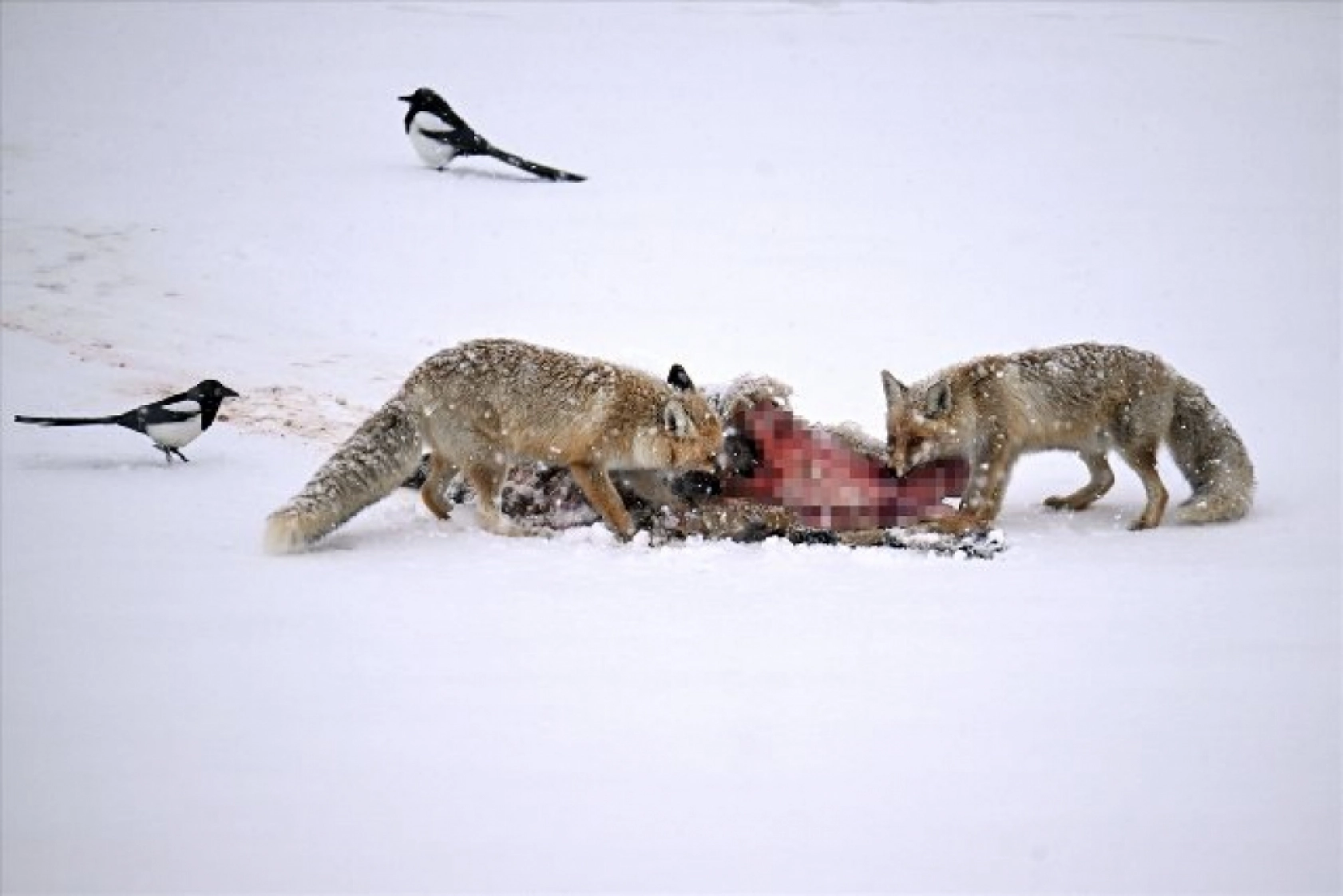 Van'da kar örtüsü üzerinde beslenen tilkiler görüntülendi