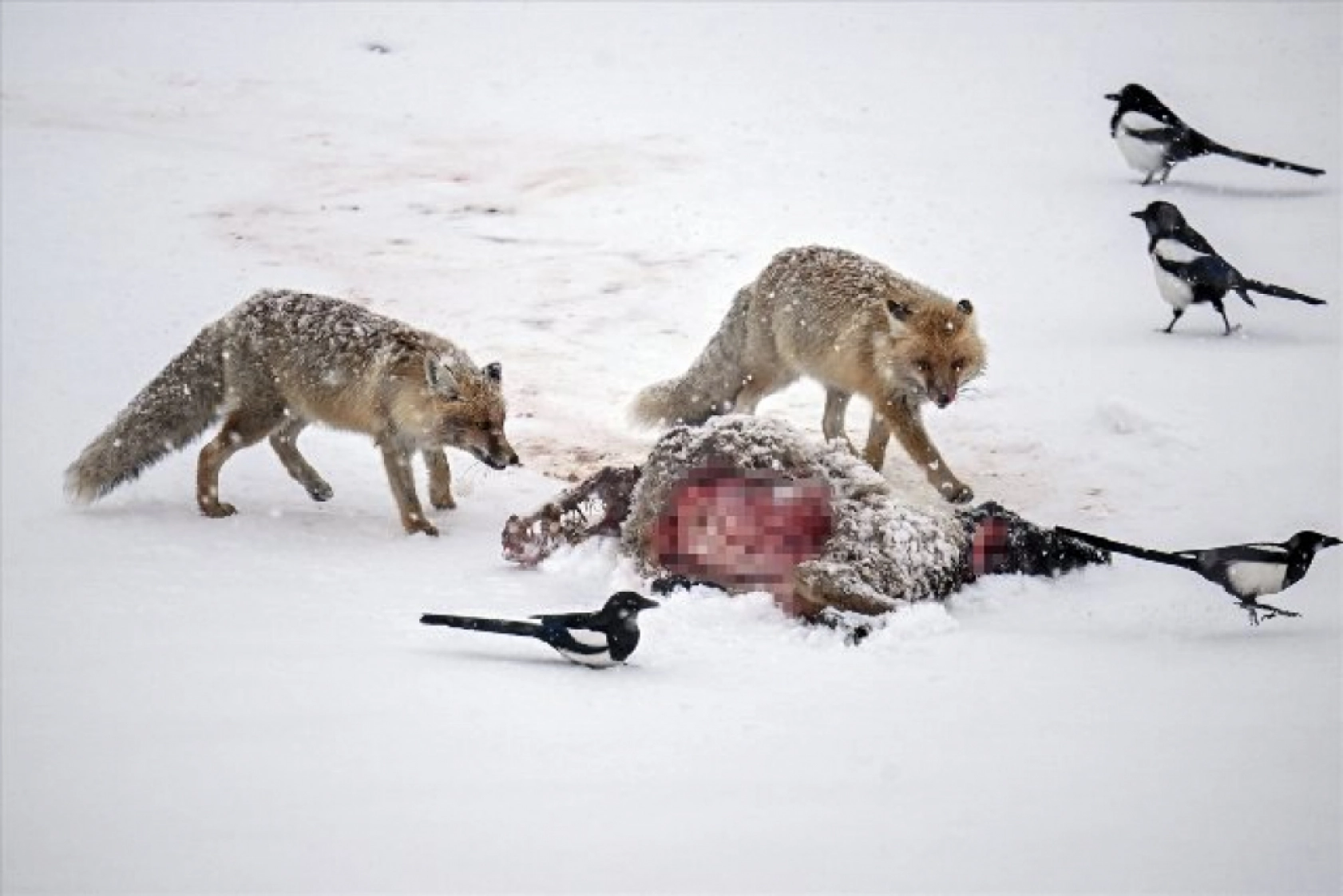 Van'da kar örtüsü üzerinde beslenen tilkiler görüntülendi