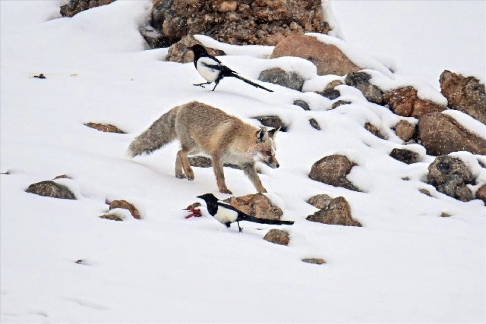 Van'da kar örtüsü üzerinde beslenen tilkiler görüntülendi