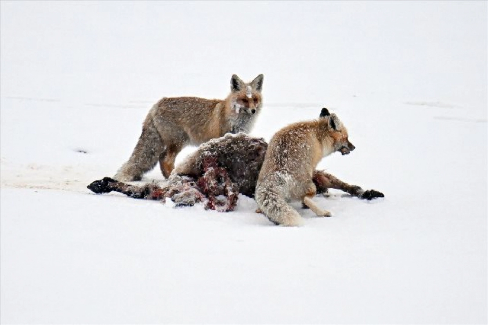 Van'da kar örtüsü üzerinde beslenen tilkiler görüntülendi