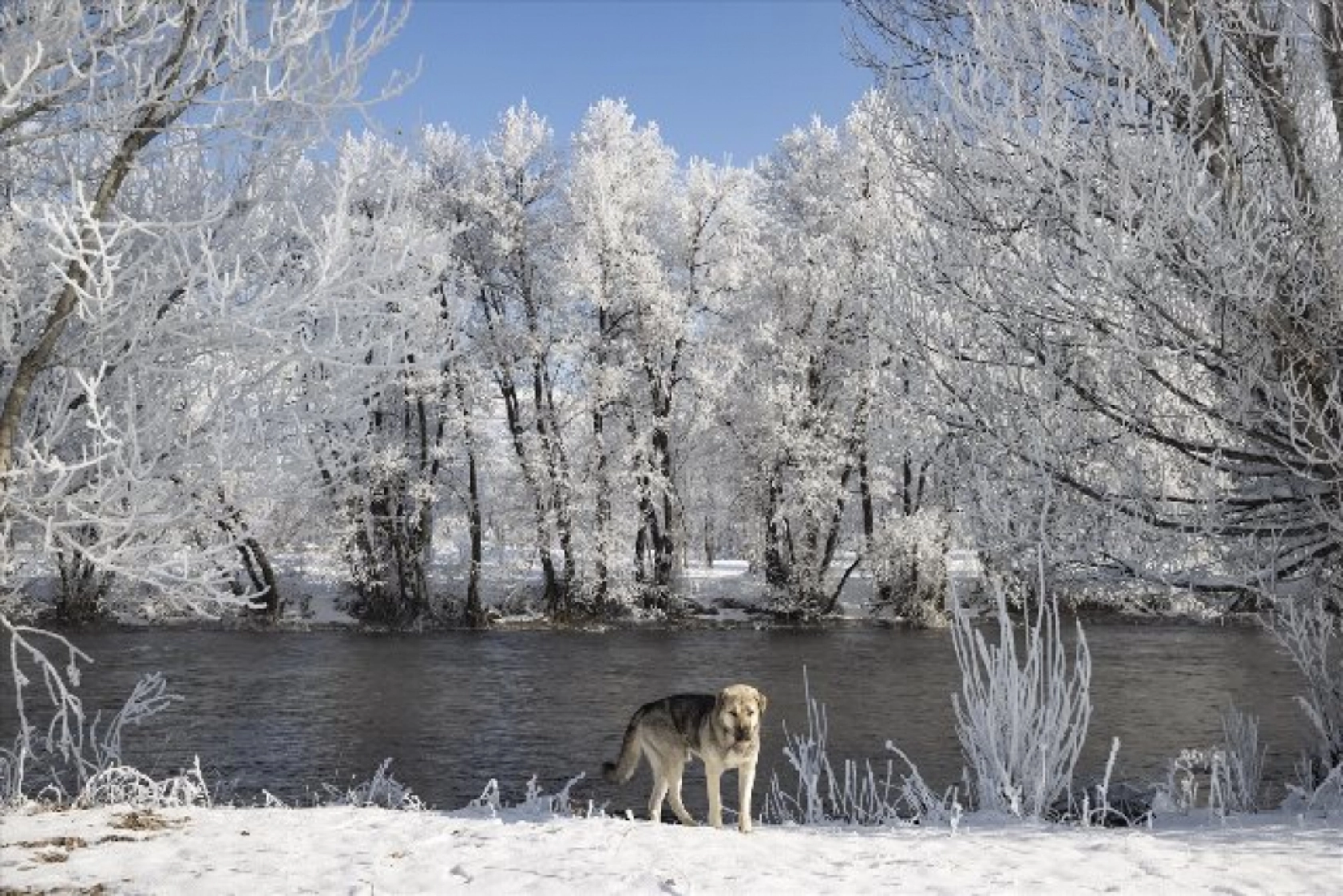 Kırağı tutan ağaçlar karla kaplı Munzur Vadisi Milli Parkı'na güzellik kattı