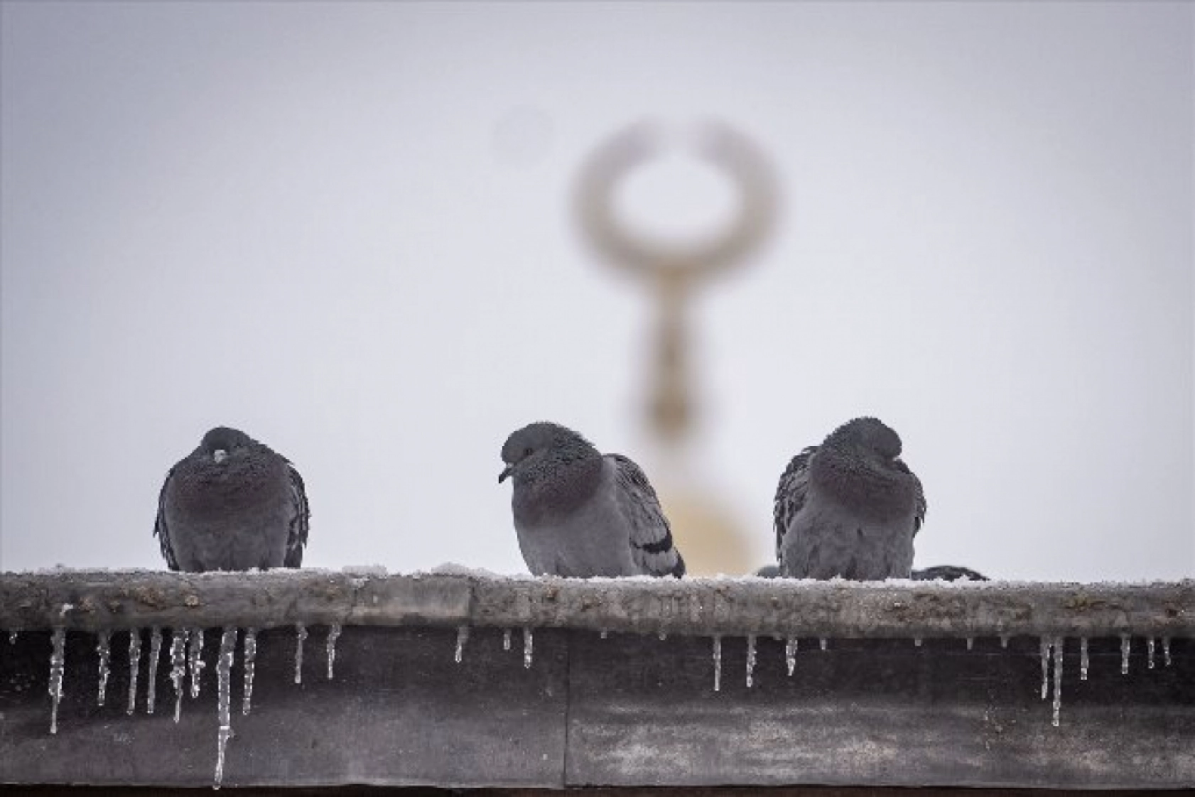 Erzurum, Ağrı, Ardahan ve Kars yeniden beyaza büründü