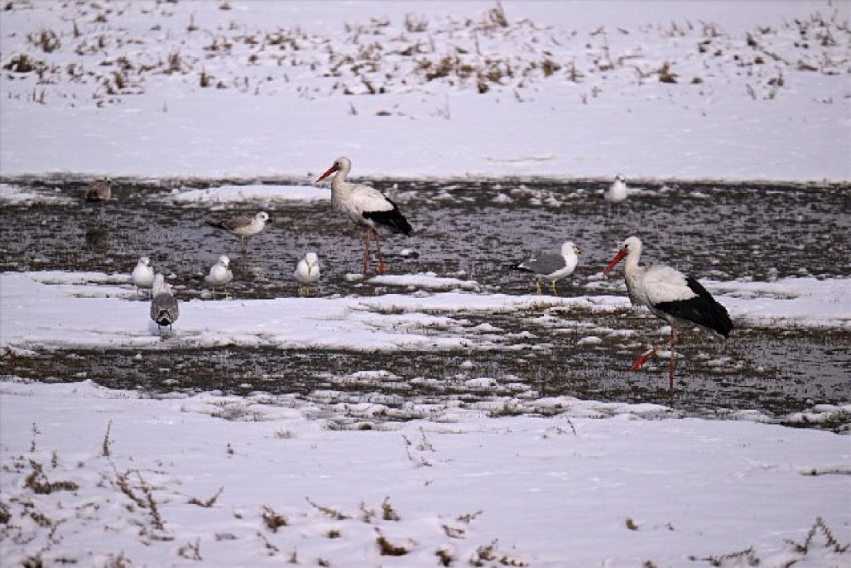 Baharın müjdecileri karla mücadele ediyor