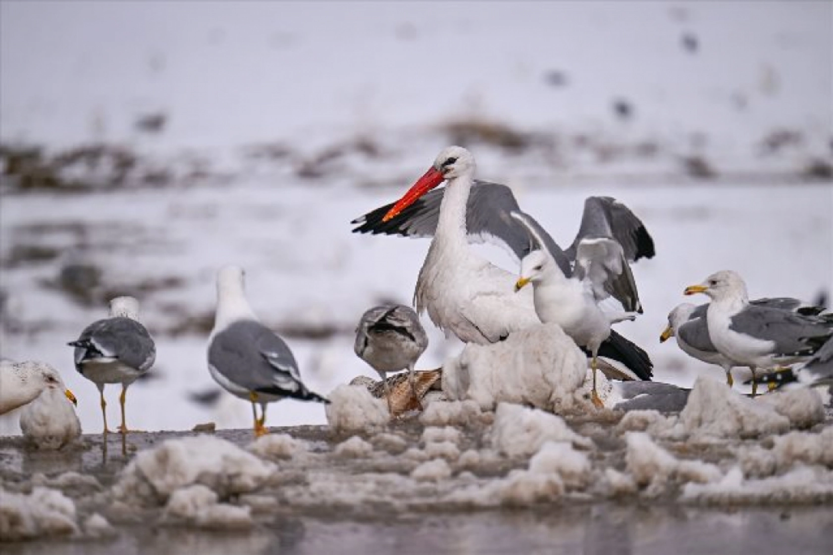 Baharın müjdecileri karla mücadele ediyor
