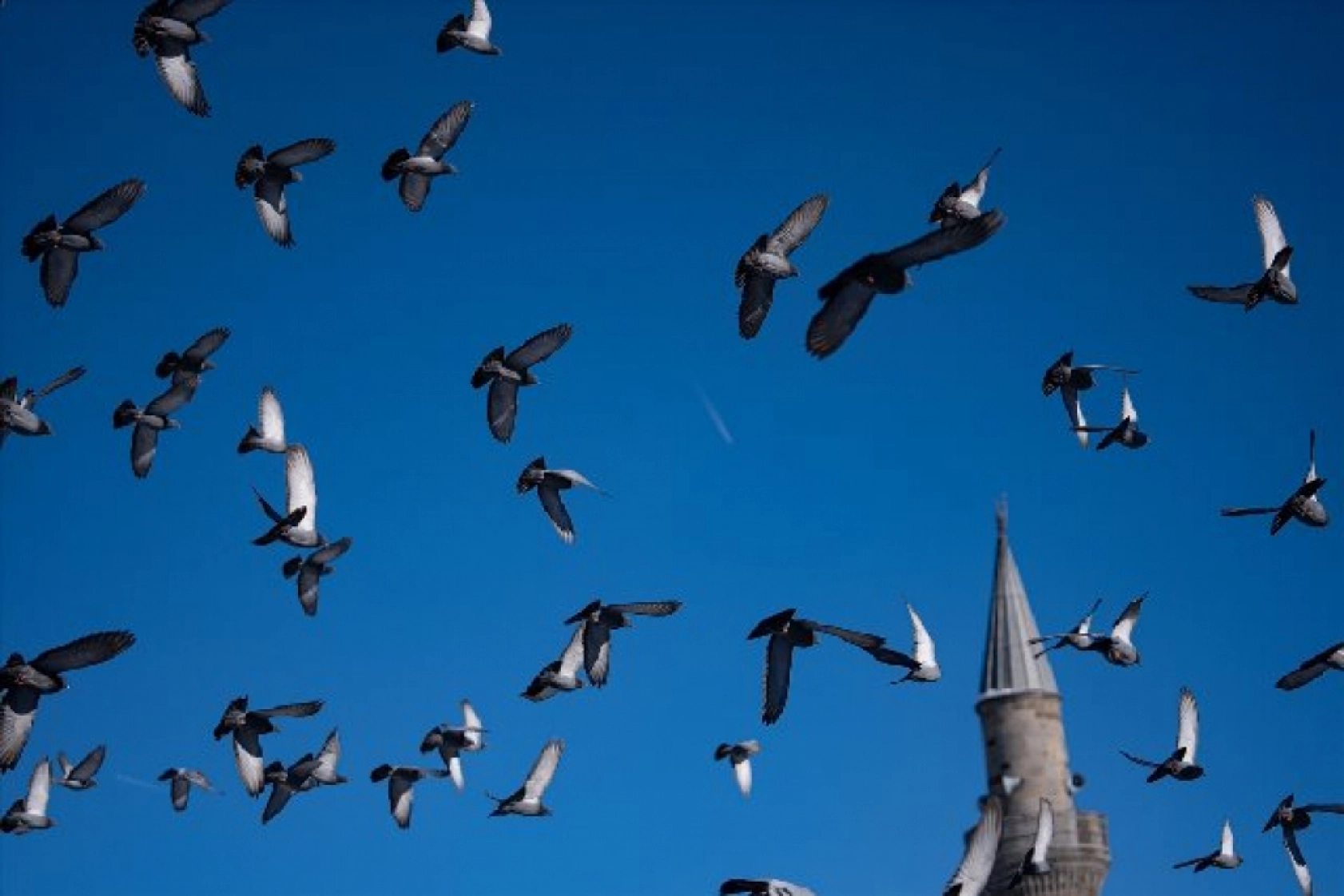 Tarihi mekanların sürekli misafirleri güvercinler