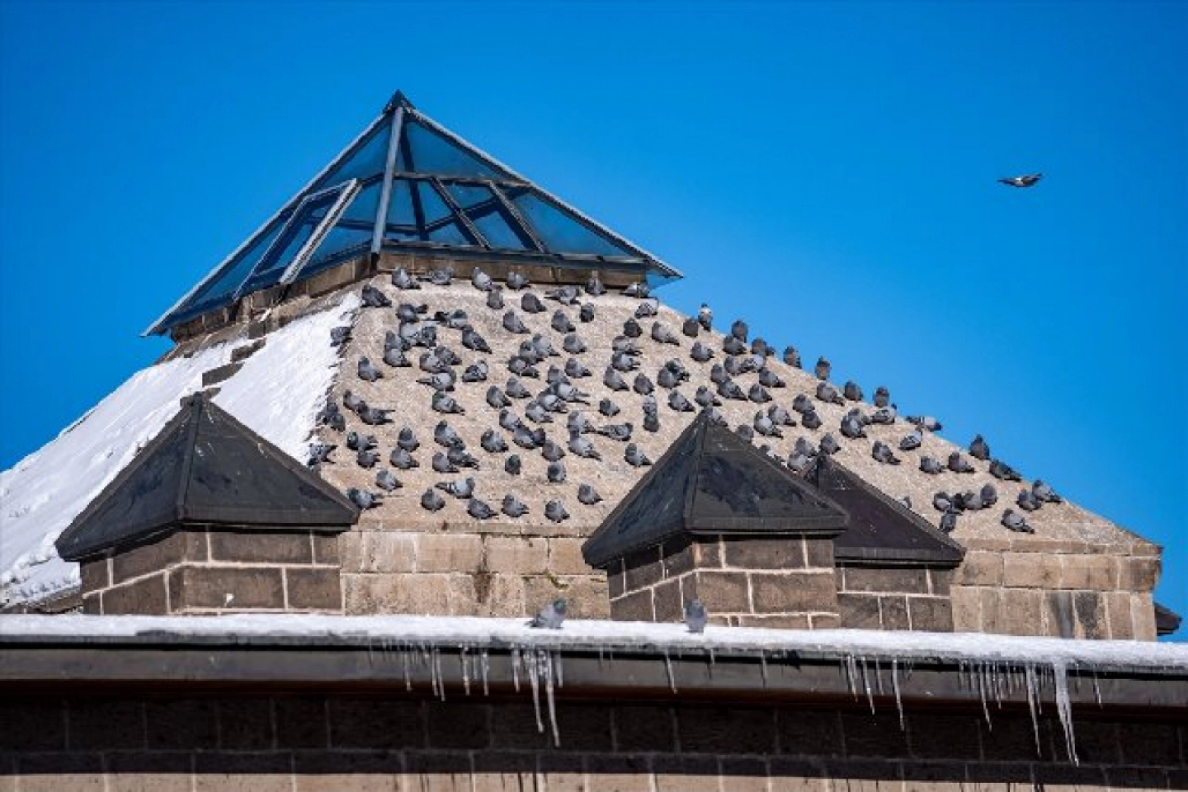 Tarihi mekanların sürekli misafirleri güvercinler