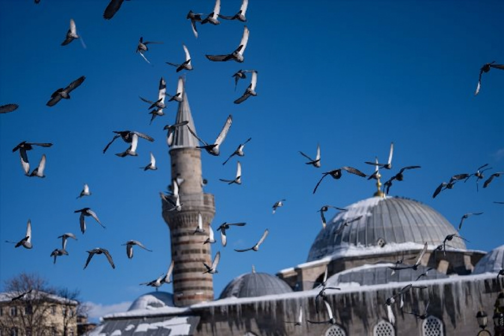 Tarihi mekanların sürekli misafirleri güvercinler