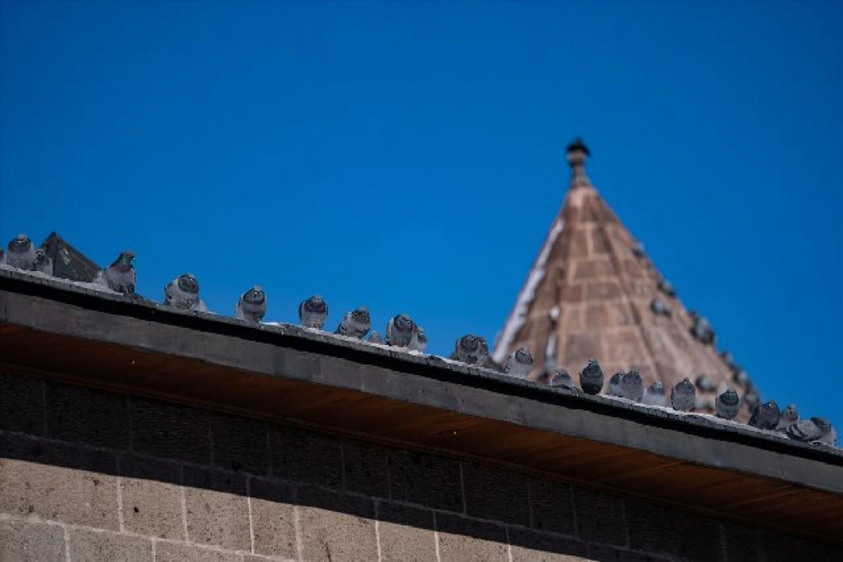 Tarihi mekanların sürekli misafirleri güvercinler